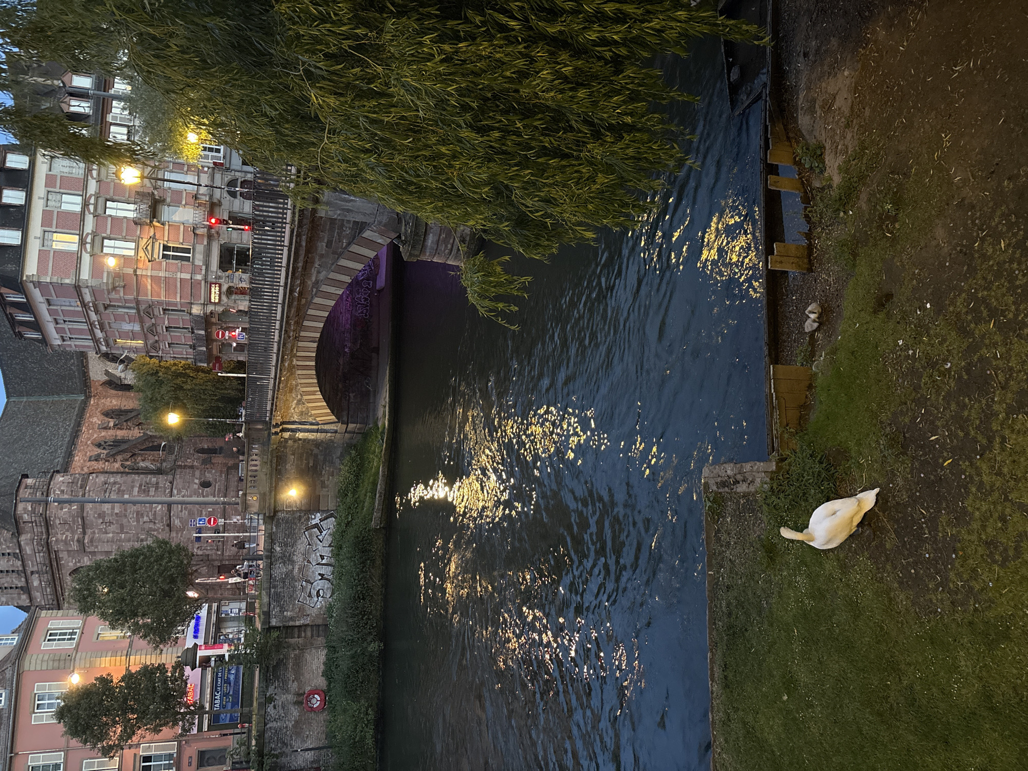 The image shows a canal in Strasbourg, France at night. The canal reflects light. Buildings are visible on either side of the canal, as is a bridge. A swan sits on the bank of the canal.