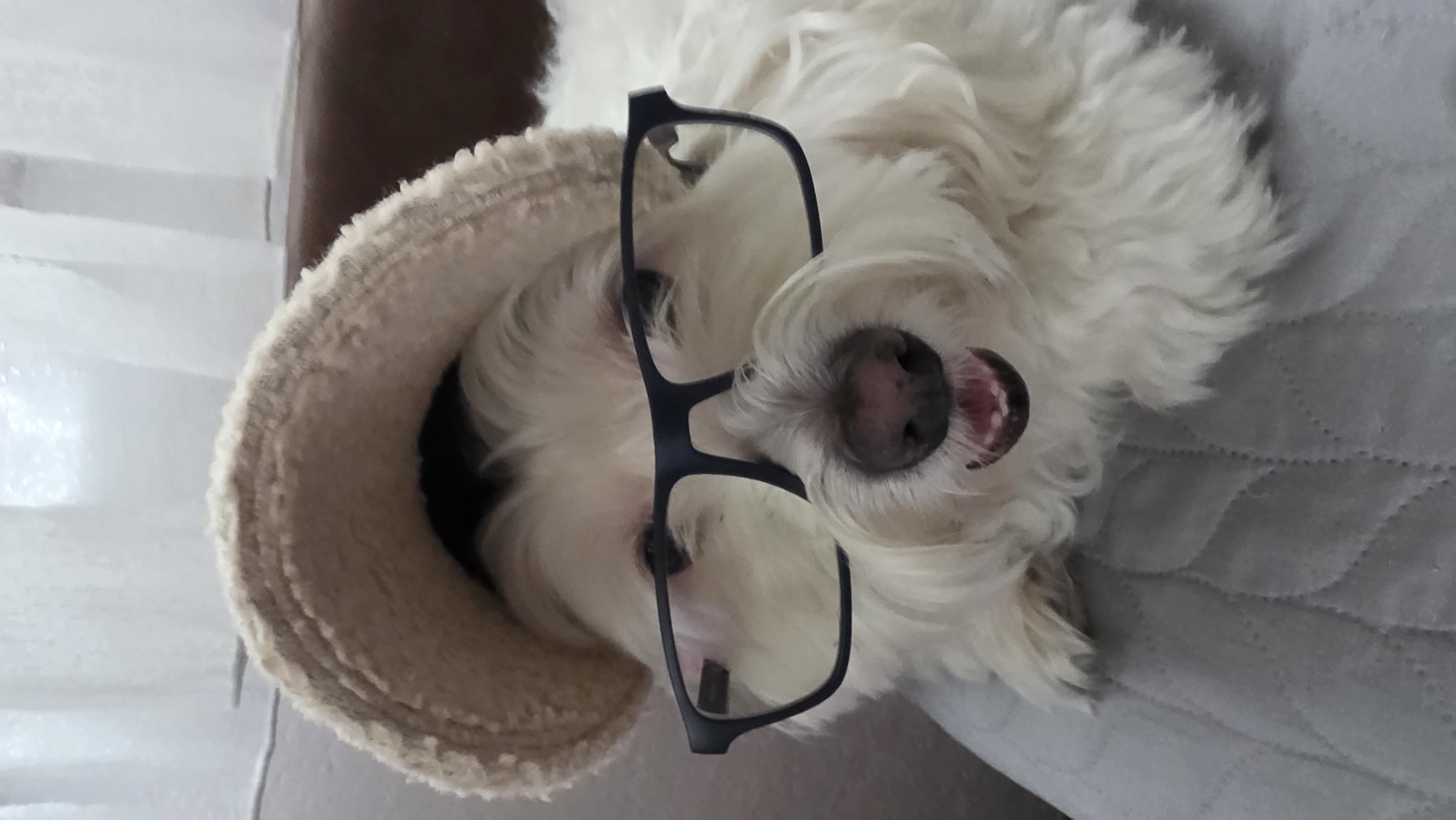 A small, white, fluffy dog is captured lying down indoors, its head resting on a soft, beige-colored pet bed or cushion. A pair of black-framed eyeglasses are playfully placed on the dog's snout, adding a humorous and "studious" touch to its appearance. The dog's mouth is slightly open, revealing its pink tongue and some teeth, which suggests it is relaxed or perhaps "smiling."
The dog's white fur is prominent, contrasting with the dark frames of the glasses. To the right of the dog, a quilted grey blanket or surface is visible, providing a soft textural background. On the left side, behind the pet bed, there's a light-colored, possibly white, textured surface, resembling curtains or a wall, and a hint of a darker brown object. The image is oriented with the dog's head pointing towards the right, indicating a rotation from its original capture. The lighting is soft and even, suggesting an indoor setting during an indeterminate time of day. No text is visible in the image. The overall impression is one of a playful and endearing moment.