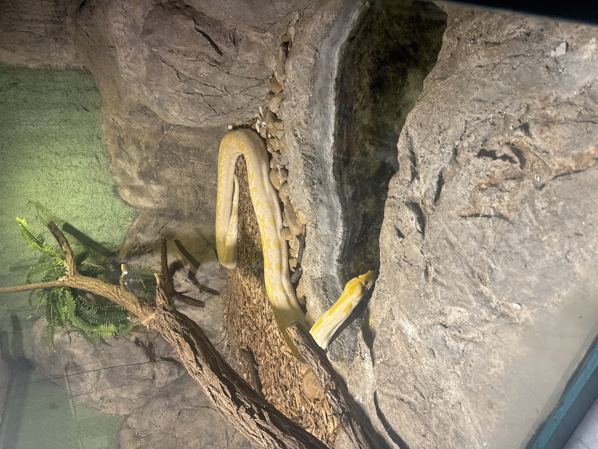 This image displays an indoor animal enclosure, specifically a terrarium, located within the Sofia Zoo in Sofia, Bulgaria. The central subject is a large, pale yellow snake with irregular bright yellow markings, consistent with an albino python or similar species. The snake's head is immersed in a small, dark water pool situated within a sculpted rock formation on the lower right, suggesting it is drinking. Its body is partially coiled on a ground cover composed of light-brown wood chips and scattered small, round stones. The enclosure walls and floor are constructed from artificial rockwork, predominantly grey and brown in coloration, mimicking natural stone. A substantial, gnarled tree branch extends diagonally from the upper left toward the center of the enclosure. Artificial green fern foliage is visible on the upper left rock wall, with a textured green background panel behind it. The immediate foreground shows a transparent viewing barrier, likely glass, with a teal-colored frame visible at the very bottom.