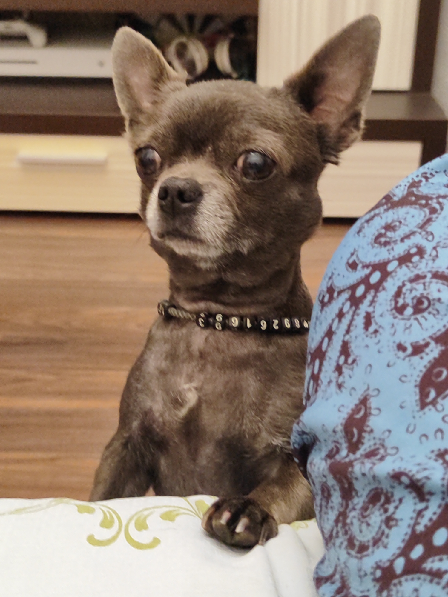 The image shows a close-up of a small, dark-colored dog, likely a Chihuahua, sitting on what appears to be a bed or sofa. The dog has large, expressive eyes and is wearing a black collar with decorative silver elements that include numbers. Its front paws are resting on the edge of the surface it is sitting on. To the right of the dog, a portion of a person's shoulder and arm is visible, covered by a blue fabric with a maroon paisley pattern. The background is blurred but suggests an indoor setting with wooden furniture. The scene is brightly lit, highlighting the dog's fur and facial features. There is no visible indication of the location being in Almaty, Kazakhstan.