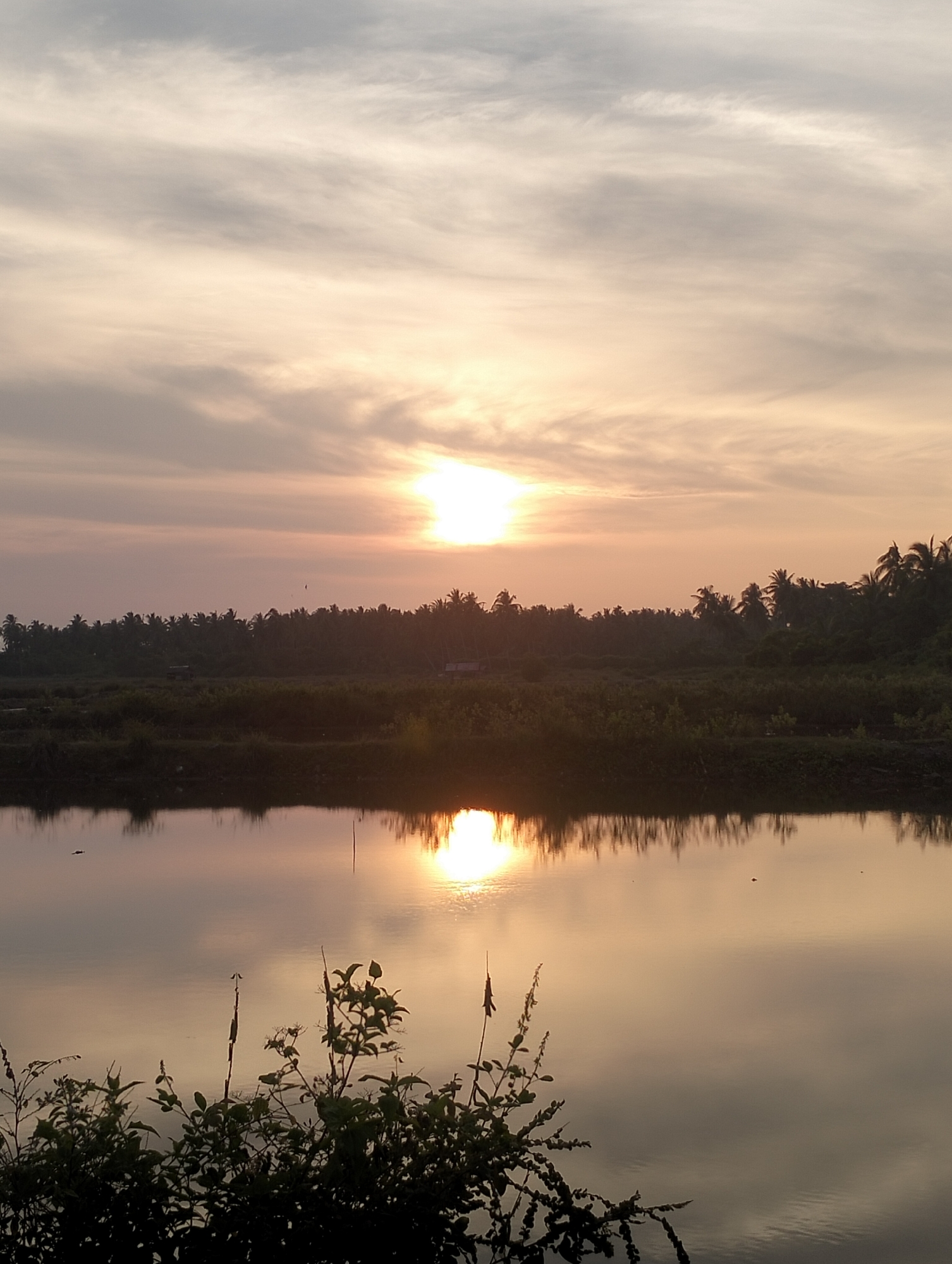The image depicts a sunset scene in Nasebarat, Indonesia. The sky is filled with pale orange and gray clouds, with the sun positioned centrally, casting a bright glow. Below the horizon line is a dense row of trees, silhouetted against the bright sky. In the foreground, a body of water reflects the sunset, creating a mirroring effect. In the lower part of the frame, plants with green leaves and thin stalks are visible.