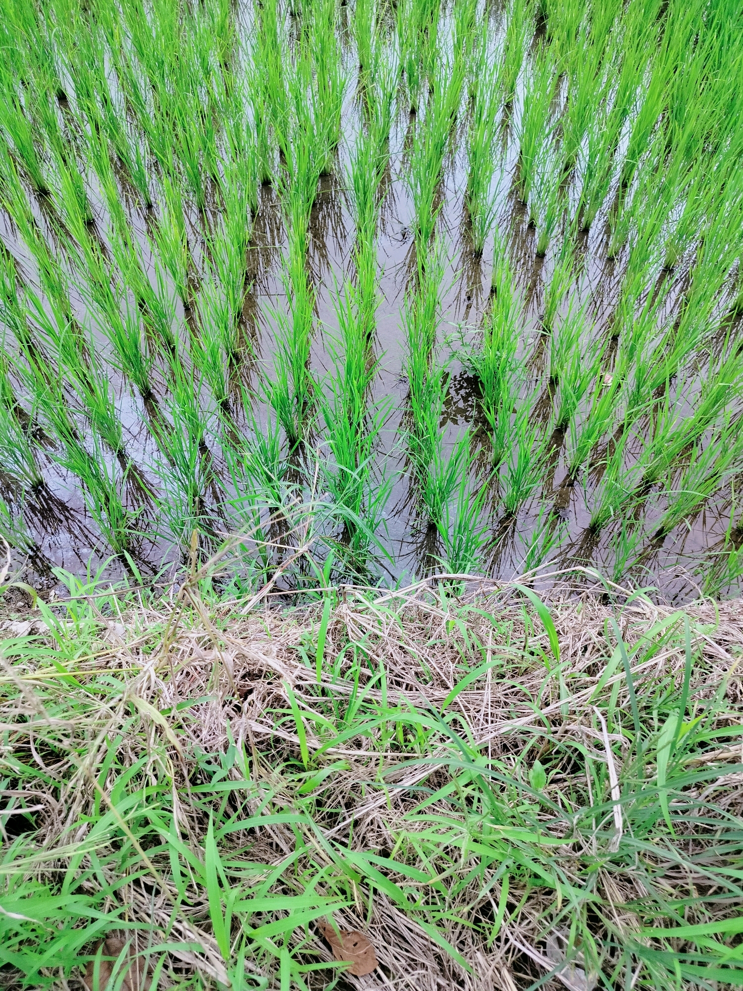 The image depicts a close-up view of a flooded rice paddy field, a common sight in agricultural areas such as Lembahalas, Indonesia. The top portion of the image showcases rows of young, vibrant green rice stalks submerged in shallow, murky water. The reflections of the rice plants and the sky are visible on the water's surface, creating a slightly distorted, layered effect. The bottom portion of the image transitions to the edge of the paddy, where dry, light brown grass and some green vegetation grow on the bank. The overall impression is one of a cultivated agricultural landscape, possibly during the early stages of rice growth. There are no people or animals visible in the frame.