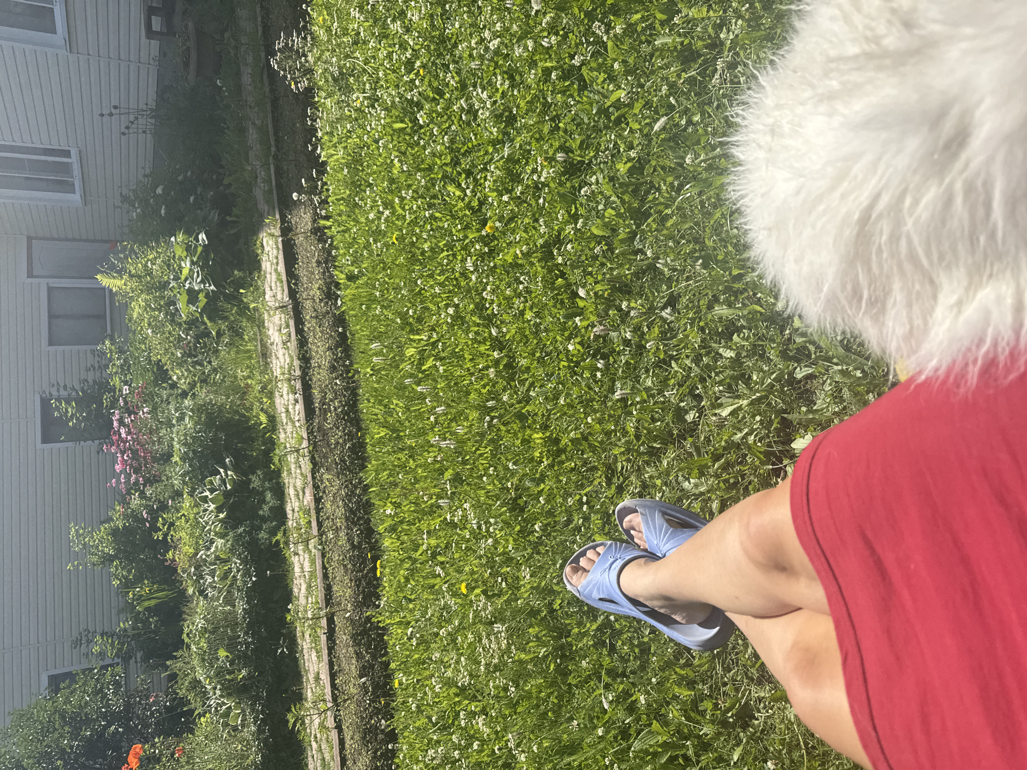 The image depicts a sunny day in a backyard garden in Kashino, Russia. In the foreground, a person's legs are visible, wearing blue sandals and a red skirt. The legs are crossed, and the person is seated on a white, fluffy surface, likely a dog. The background features a well-tended garden with various plants and flowers, including pink coneflowers and red poppies, leading up to a light-colored, siding-clad house with windows and a door. A paved pathway runs through the garden. The ground is covered in green grass dotted with small white flowers and yellow dandelions. The overall scene conveys a sense of relaxation and outdoor leisure.