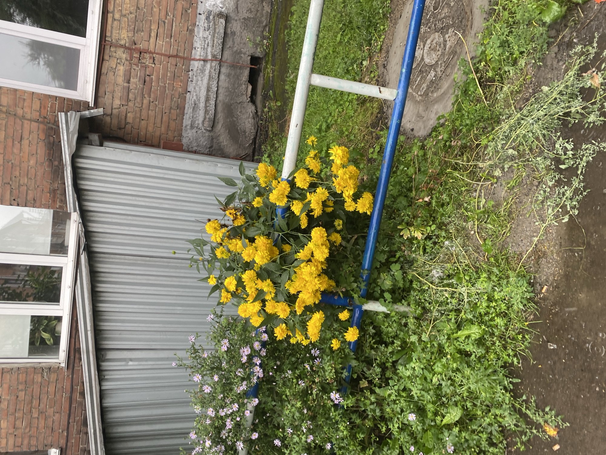 A cluster of bright yellow flowers, some with a pom-pom appearance, dominates the foreground, accompanied by a smaller patch of delicate, pale pink flowers to their left. These flowers are growing against a backdrop of a corrugated metal shed, which is attached to a brick building with two windows. A blue and white metal railing runs horizontally across the scene in front of the flowers. The ground is covered in green grass and appears wet, with puddles indicating recent rain. The scene is set in a city environment, likely in Novokuznetsk, Russia, given the context. There are no people visible in the image.