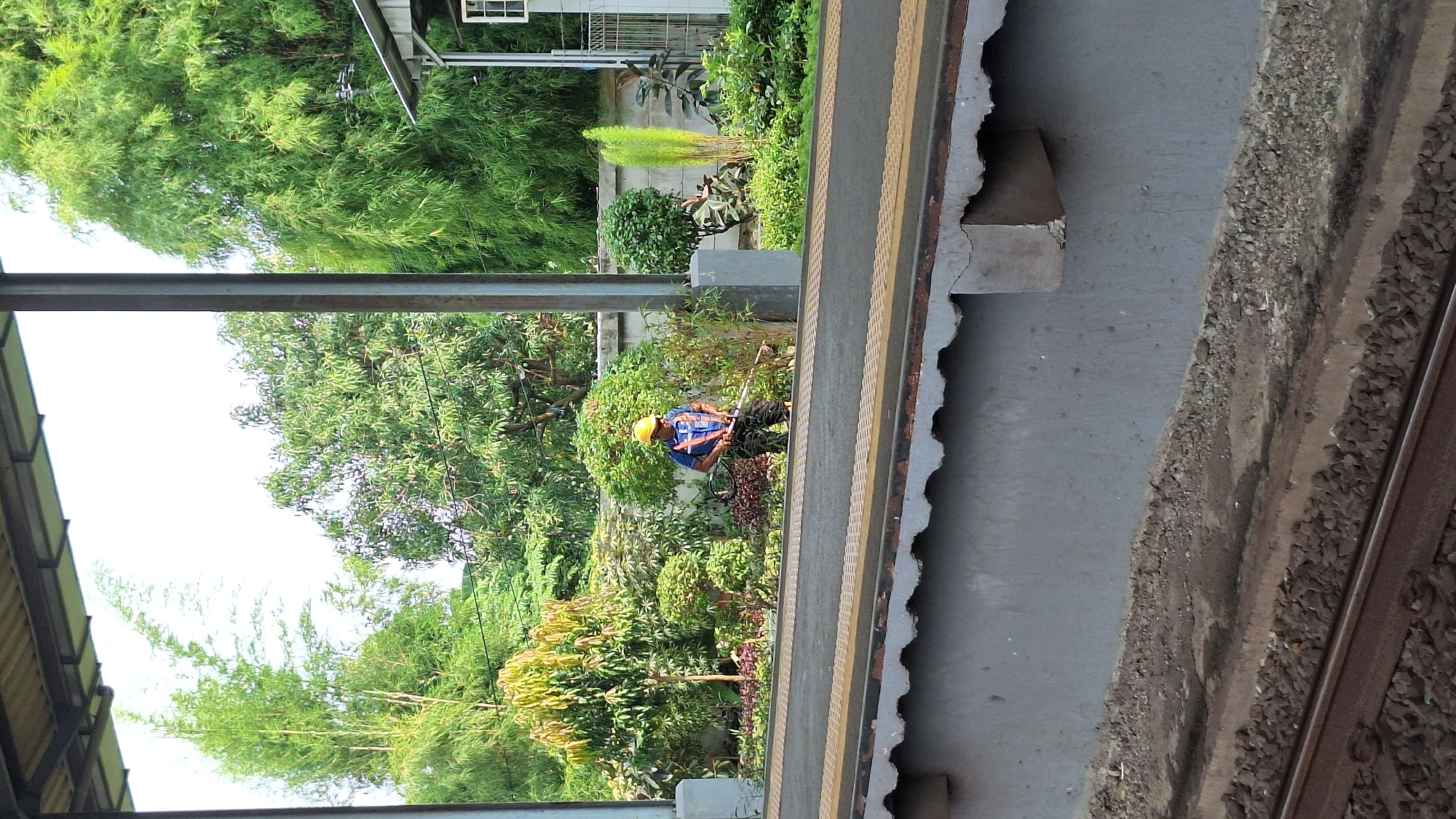 A medium-angle shot shows a man in a blue shirt, safety harness, and yellow hard hat using a tool to trim overgrown greenery next to a railway platform. The platform's edge is visible, with yellow safety lines. Adjacent to the platform, there is a gravel bed running along the tracks. Lush green foliage is dense and overgrown near the platform, creating a jungle-like atmosphere. Parts of a building are seen in the background, including a window. The location is near the train tracks in Karawang, Indonesia.