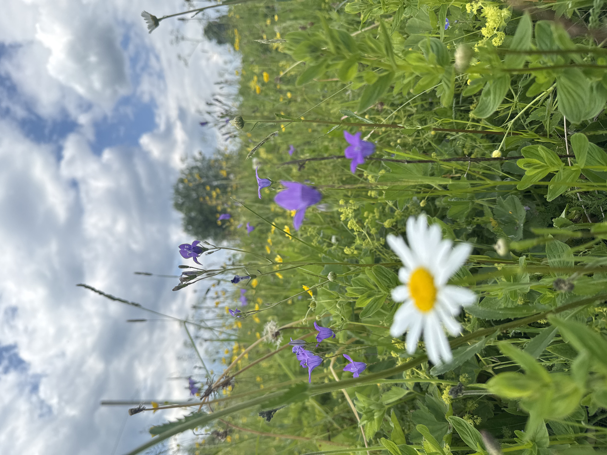 The image depicts a low-angle view of a meadow filled with wildflowers under a partly cloudy sky. The foreground is dominated by a large, out-of-focus daisy with white petals and a yellow center. Behind the daisy, numerous smaller flowers are visible, including purple bell-shaped flowers and clusters of small yellow flowers, interspersed with green grasses and foliage. A few tall stalks of dry grass are also present. In the background, a line of trees is visible against the sky. The overall impression is of a natural, uncultivated landscape. This scene is located in the city of Луптюг, Russia.