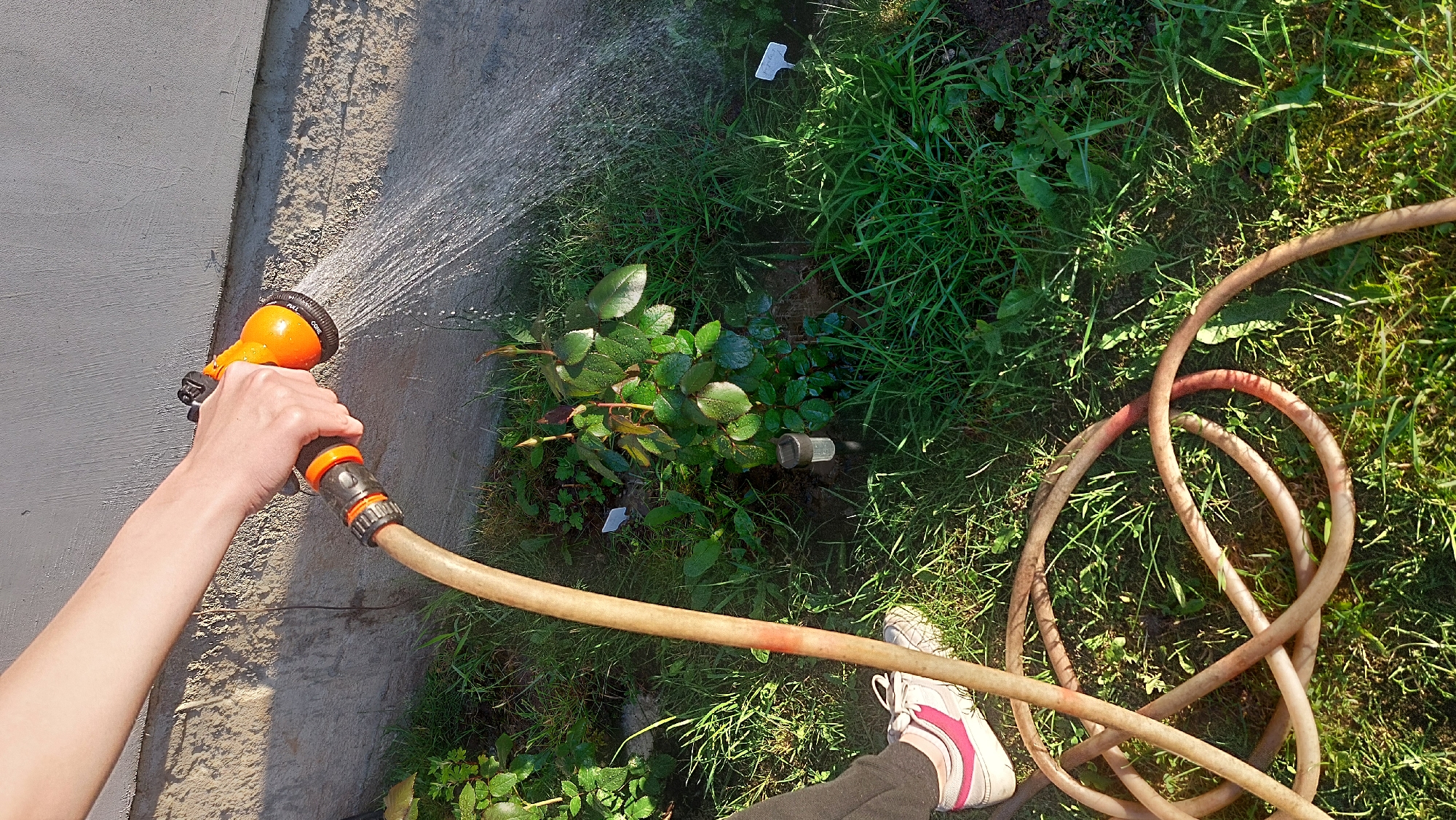 A person's arm and hand are visible on the left, holding an orange spray nozzle attached to a garden hose. The nozzle is spraying water onto a small rose bush with green leaves and buds. The rose bush is planted in a garden bed surrounded by grass. A coiled garden hose lies on the ground in the foreground. The background shows a concrete wall. The scene takes place outdoors, possibly in a residential area.