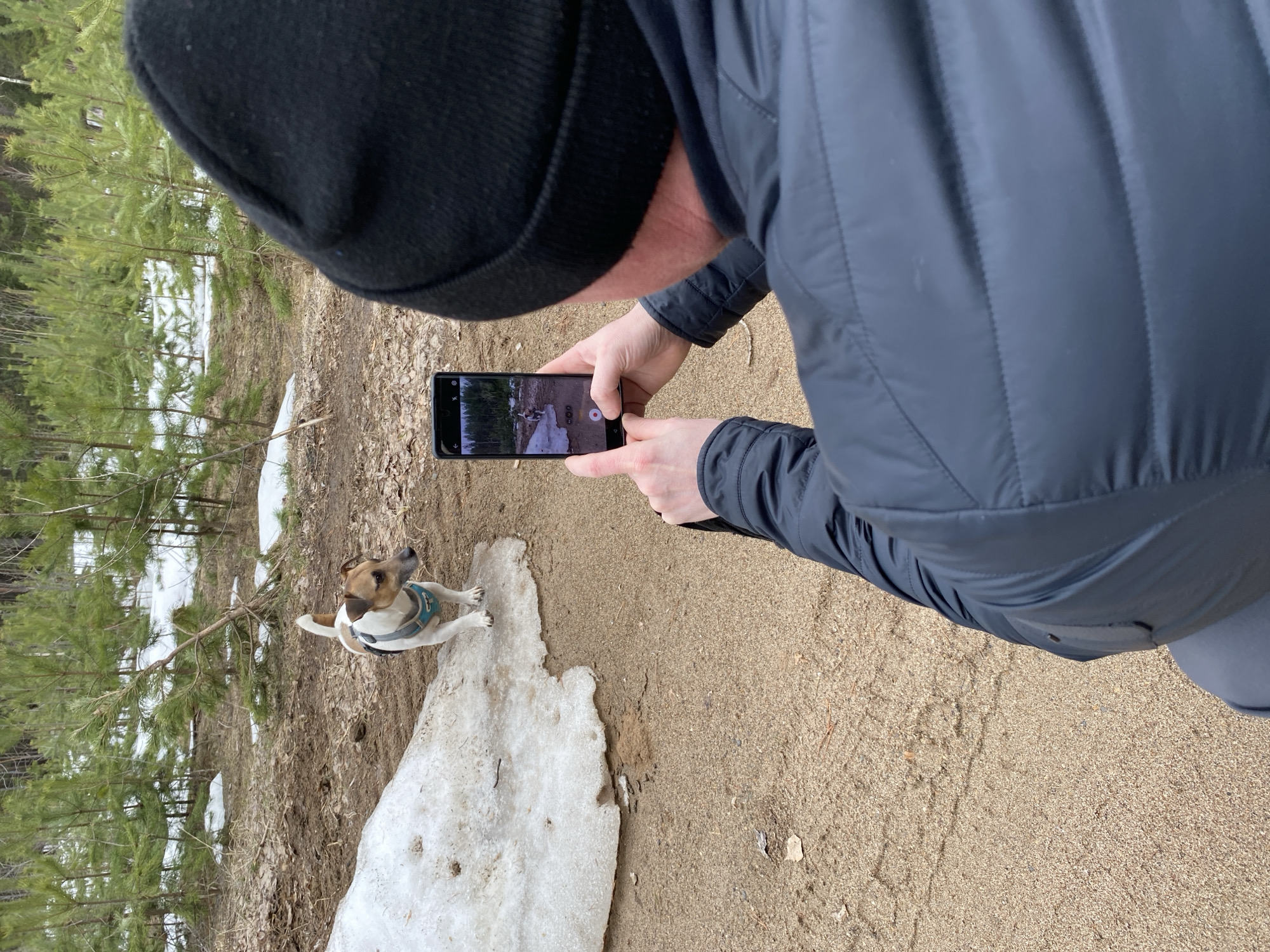 A person in a black beanie and a blue puffer jacket is taking a photograph with a smartphone of a brown and white dog standing on a patch of snow. The ground consists of sandy soil and some lingering snow. Trees are visible in the background. The image is taken from an over-the-shoulder perspective. The location is not apparent.