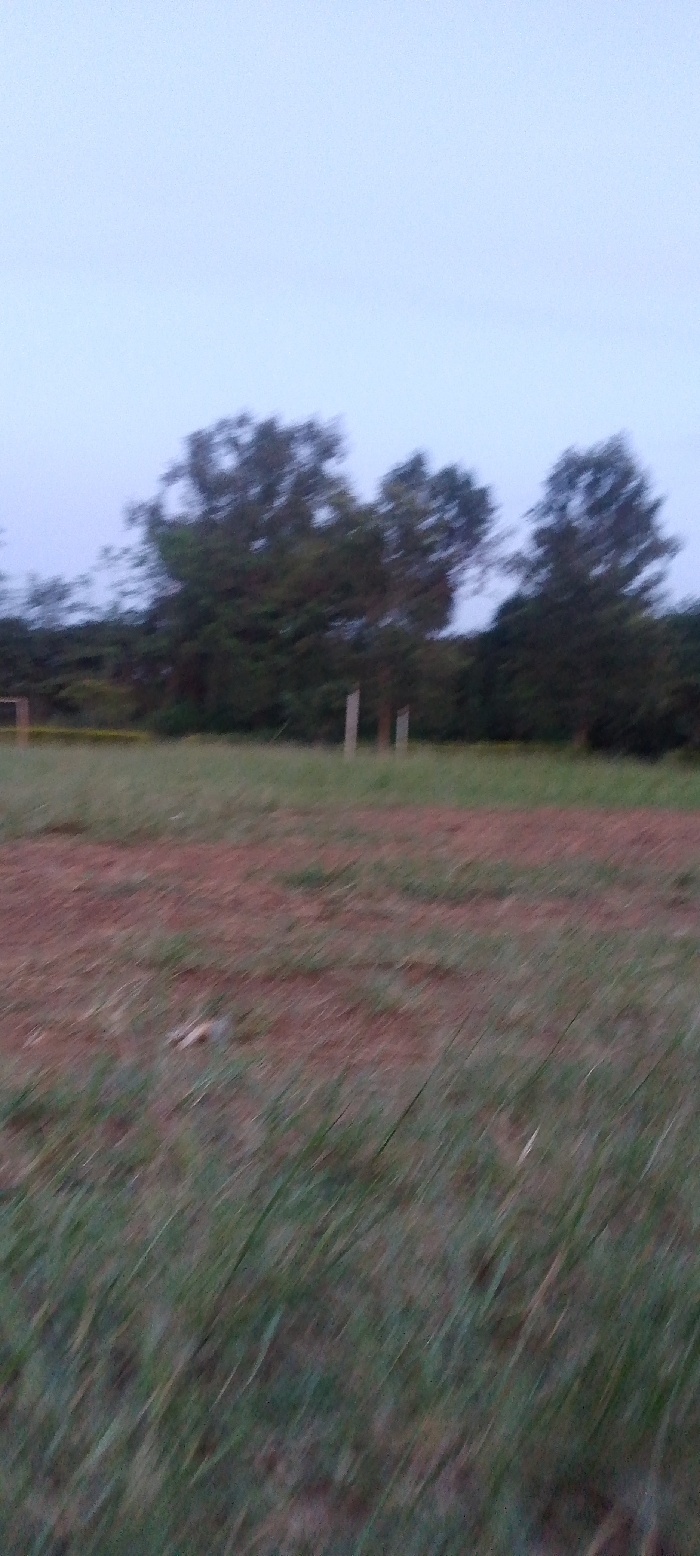 A blurred landscape shot features a field with mixed brown dirt and green grass in the foreground. A line of trees and shrubs stands in the midground, and two white posts are visible. The sky is overcast and a pale blue color, creating a soft, muted light across the scene. The overall image has a sense of stillness.