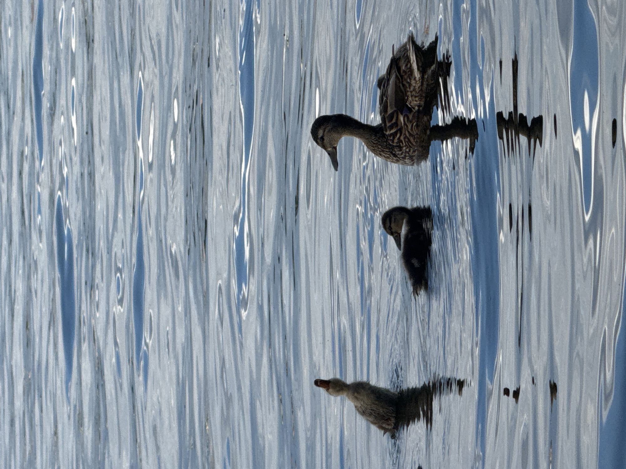 In Votkinsk, Russia, on a body of water, three ducks are visible. One is an adult duck swimming on the right side of the frame, facing left, with its reflection visible beneath it. To the left of the adult duck are two ducklings. One duckling is in the center of the frame, also facing left. The other duckling is on the far left, facing right and appearing to be calling out with its beak open. The water has ripples and reflections of the sky.