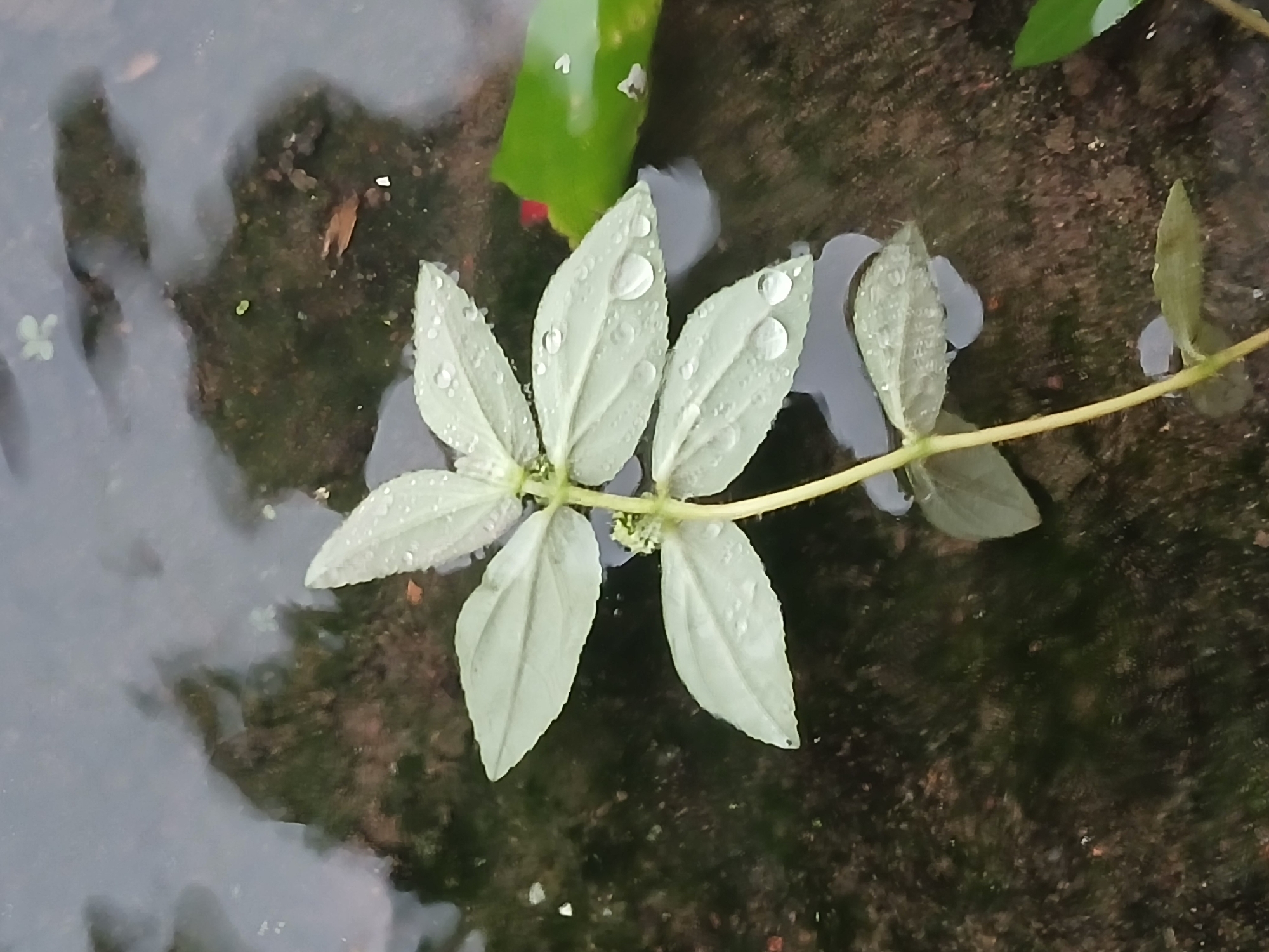 A pale green herbaceous plant with serrated leaves and small green flowers emerges from dark water. The leaves are dotted with water droplets. The plant's stem is a pale yellow and it appears to be floating in the water, which has reflections of trees and sky. A bright green leaf with a red tip, possibly a water lily pad, is visible in the upper right of the image. The scene appears to be in a pond or a body of still water in a natural setting.