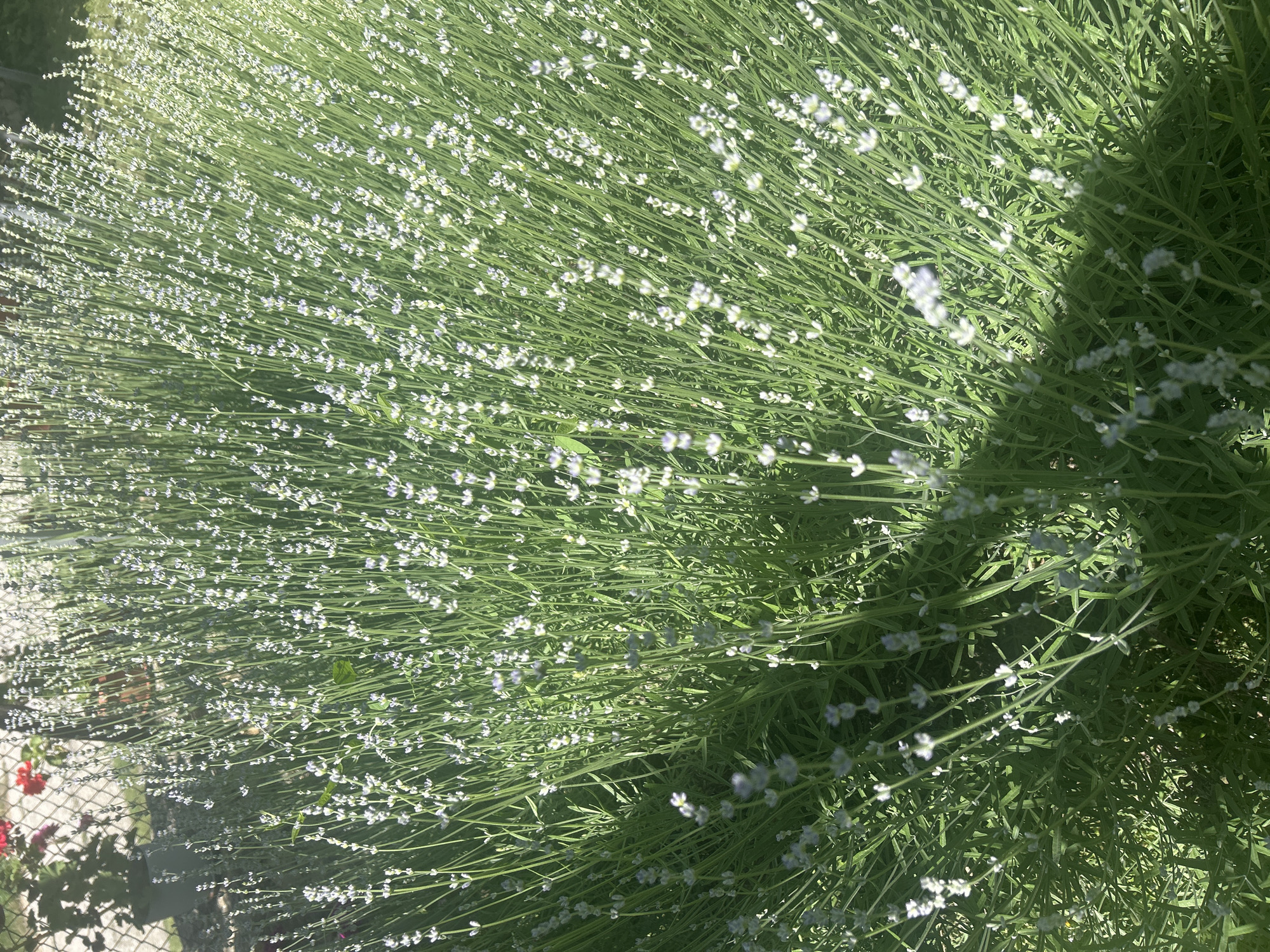 The image displays a large, dense bush of white-flowering lavender situated in Gorsko Ablanovo, Bulgaria. Numerous tall, slender green stems rise from a base of rich green foliage, each stem terminating in clusters of small, pale white blossoms. Strong sunlight illuminates the scene, creating distinct shadows across the foreground and within the plant's dense structure. In the upper left background, a chain-link fence is visible, behind which faint red flowers in pots and additional greenery are partially obscured. No individuals are present within the captured scene.