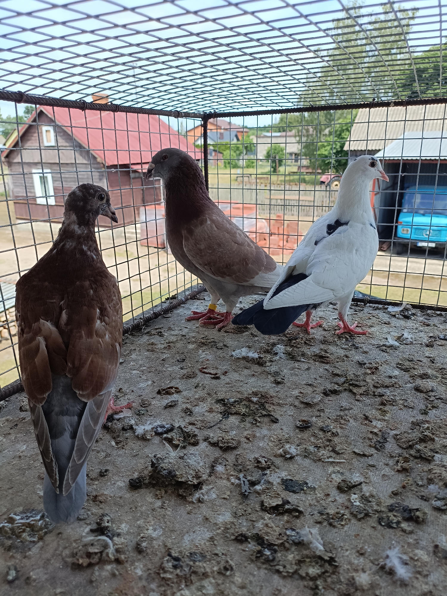Three pigeons are inside a wire cage. The pigeon on the left is facing away from the camera and is brown and gray. The pigeon in the middle is facing left and is brown with a yellow band on its leg. The pigeon on the right is facing left and is white with black markings. The cage floor is covered in debris.
In the background, there are buildings and trees. A red-roofed house is visible on the left. A blue truck is parked to the right of the frame. The sky is overcast. The scene appears to be in a rural or semi-rural location. The time of day is daytime.