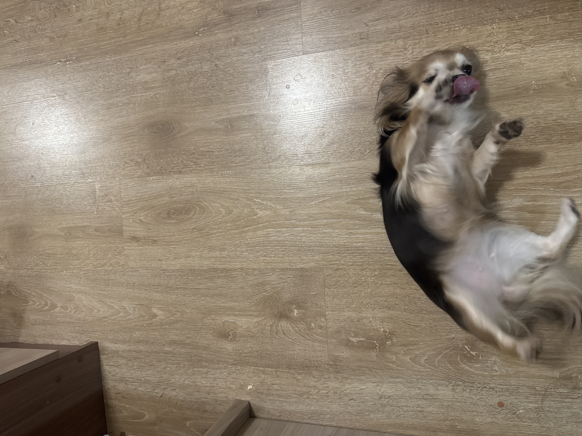 This media file captures an indoor scene from a high-angle perspective, predominantly featuring a light brown, wood-grain laminate floor.
The primary subject is a small, long-haired dog, resembling a Chihuahua, lying on its back on the floor. The dog's fur is a mix of tan, white, and black, with longer hair on its ears, chest, and tail. Its head is turned slightly, and its pink tongue is extended, suggesting a playful or relaxed state. One of its paws is visible, showing dark pads. The dog appears to be in motion or has recently moved, as its fur and the overall image of its body have a slight blur, indicating a dynamic pose.
In the bottom left corner of the frame, a dark brown piece of furniture, possibly a cabinet or step, is partially visible, providing a contrast to the lighter floor.
The lighting in the image appears to be artificial or diffused, creating a slight glare on parts of the floor, particularly towards the left side. The floor itself has distinct wood patterns and some minor, faint marks or imperfections. The overall atmosphere conveyed is casual and domestic. Given the context, this scene is located in Saint Petersburg, Russia. There is no visible text in the image.