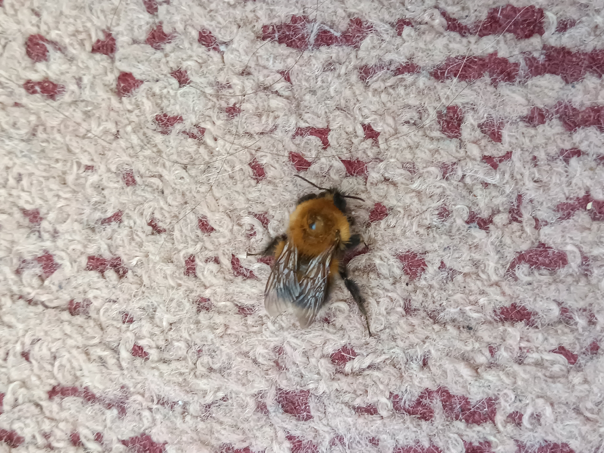 A bumblebee is seen on a white and red patterned carpet. The bumblebee is facing upwards with its wings and legs visible. The carpet appears to be looped and textured. The bumblebee is the primary subject, centered in the frame. The location and context are undefined, as the presence of this image in the city of Noviy, Russia is implied and not evident from the image itself.