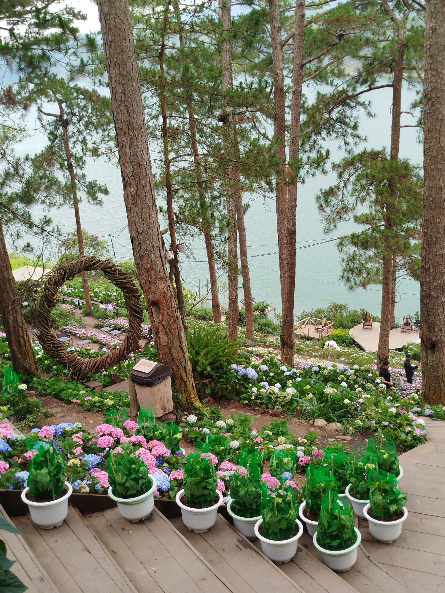 The photo depicts a flower garden in Da Lat, Vietnam, overlooking a body of water. The garden is on a slope with steps in the foreground leading down. On the steps are several white pots containing green plants, covered with green mesh. The main garden area features a large circle of woven branches between two trees. Numerous hydrangea flowers in shades of pink, blue, and white bloom throughout the garden. Two individuals are walking in the lower part of the garden. Further down the slope are resting areas with chairs and platforms, and trees dot the landscape. The water body is visible in the background.