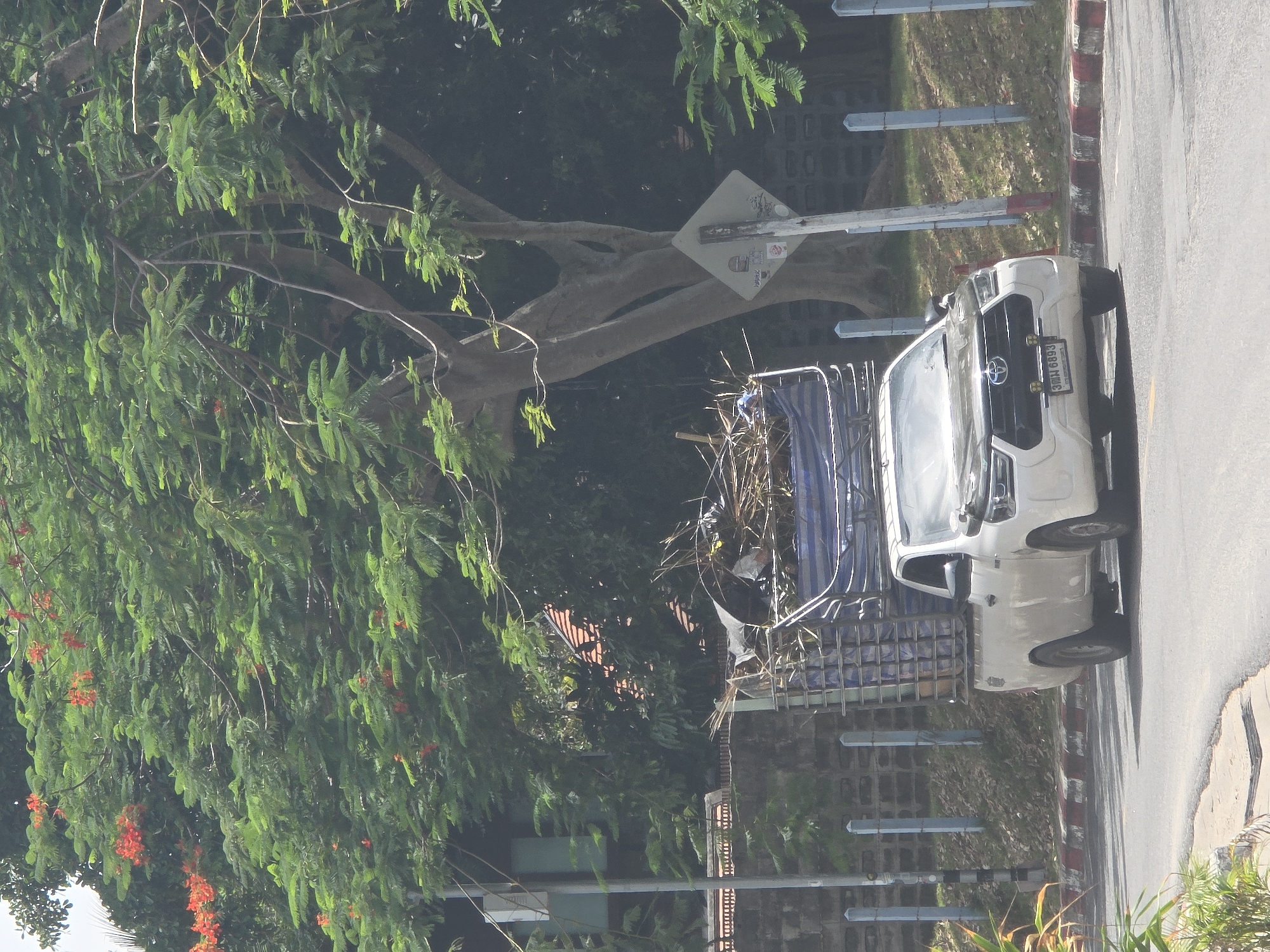 A white Toyota Hilux Revo pickup truck with a steel cage bed filled with branches and debris is driving on a paved road. The truck has a license plate that reads "3 กม 6893". The truck is surrounded by lush green trees with red flowers, a stone wall, and a metal fence. The sky is visible through the trees. The scene appears to be in a tropical or subtropical region.