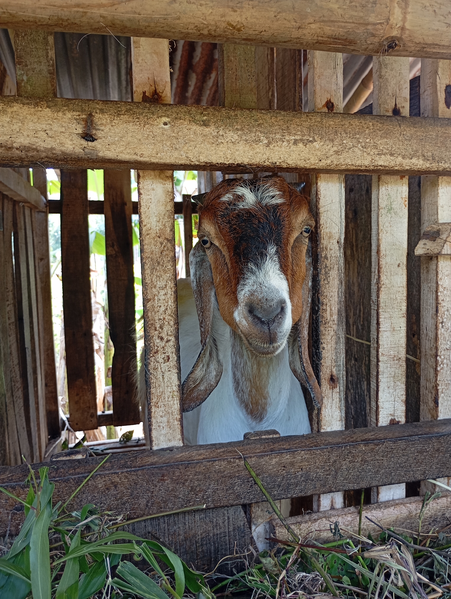 In Ketepung, Indonesia, a young brown and white goat is confined within a rustic wooden pen. The pen is constructed from roughly hewn lumber, some of which appears weathered and aged. The goat, with its distinctive markings, faces the camera, its large ears hanging down. Through the gaps in the wooden slats, a background of green foliage and what appears to be corrugated metal roofing is visible, suggesting an outdoor or semi-outdoor enclosure in a rural setting. In the foreground of the pen, a scattering of dry grass and green leaves is present, likely food for the animal. The overall impression is one of a simple, utilitarian animal enclosure.