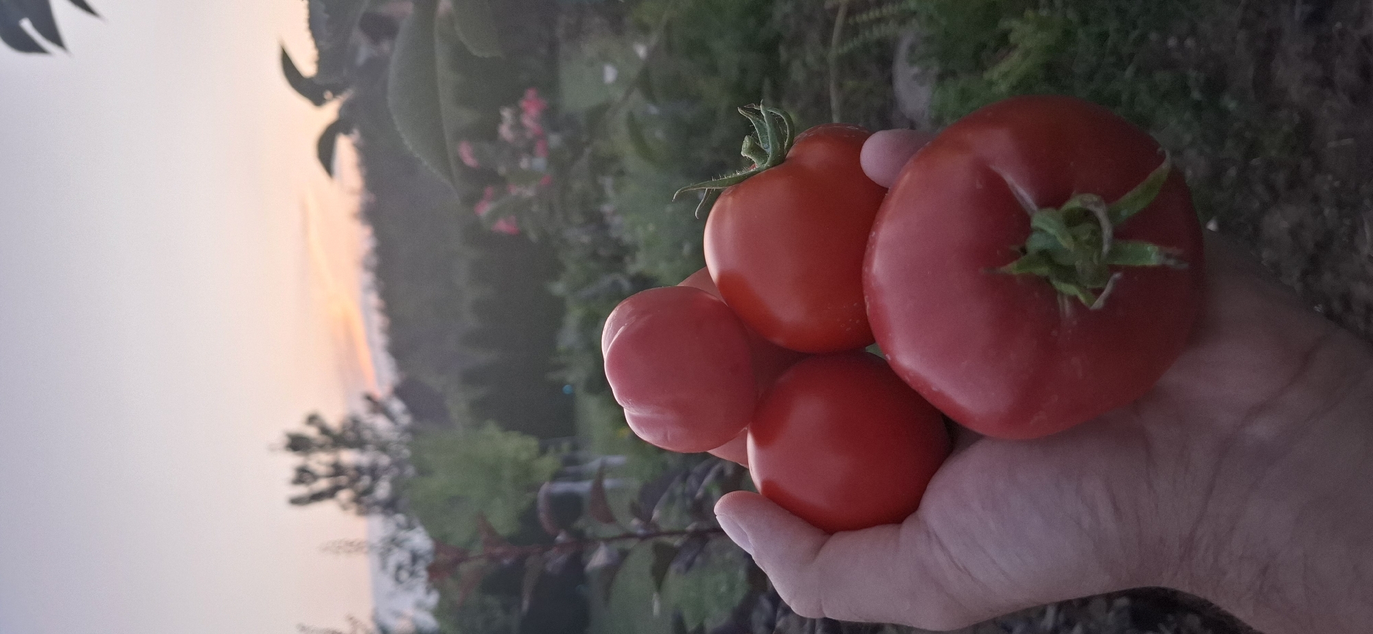A hand holds a cluster of ripe, red tomatoes in front of a blurred garden scene during sunset. The sky is a soft gradient of pink, orange, and pale blue, with silhouetted trees and foliage in the background. The garden appears to be lush with greenery and hints of pink flowers. The lighting suggests it is dusk. The image does not contain any specific landmarks or indicators that would place it within the city of Pleven, Bulgaria.