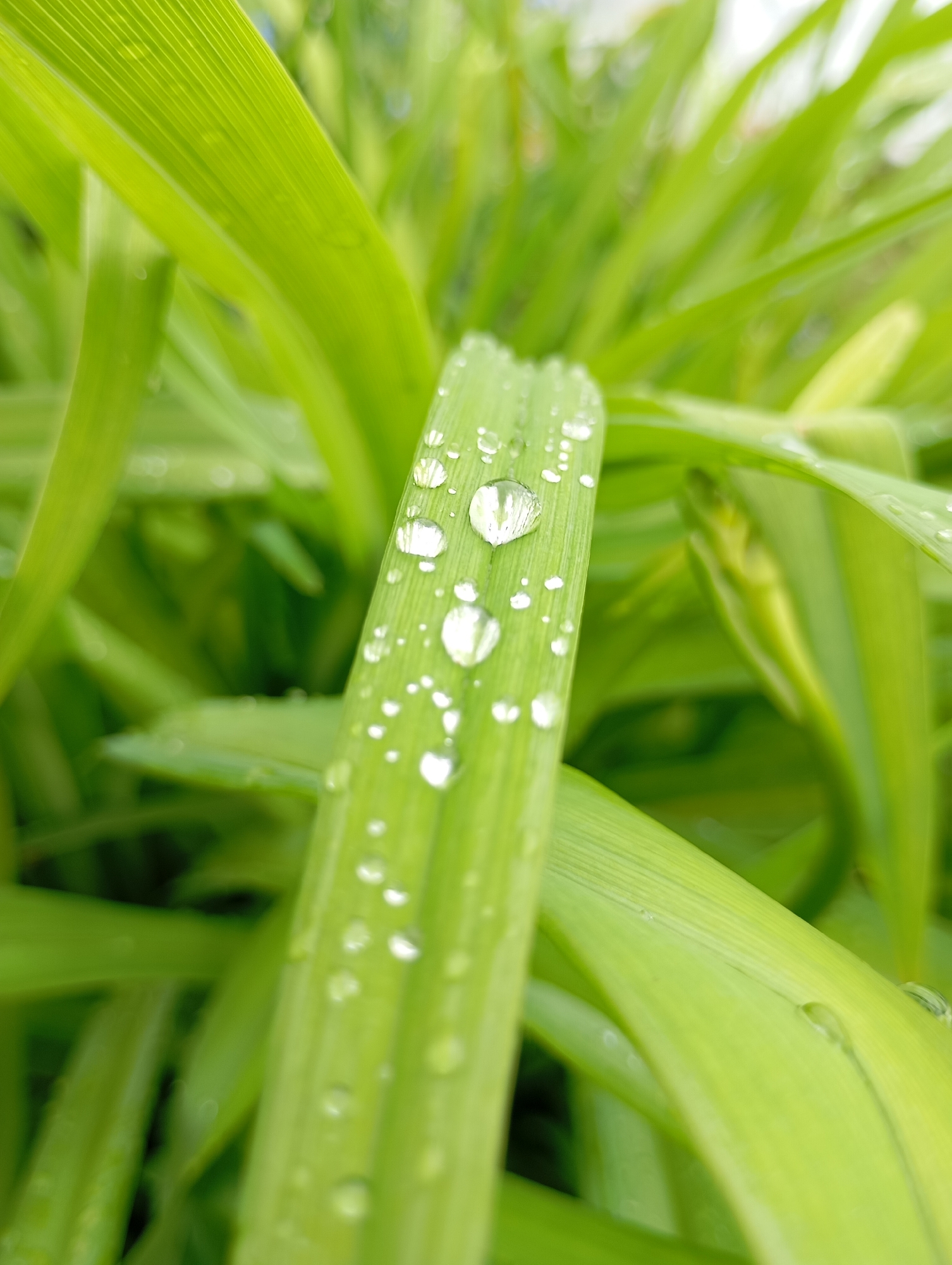 A close-up, vertical shot focuses on blades of bright green grass covered in numerous water droplets. The droplets vary in size, with some appearing as large, clear spheres that magnify the green blades beneath them, and others as tiny specks. The grass blades exhibit fine parallel striations, indicating their texture. The background consists of more blurred green grass, suggesting a natural, outdoor setting. The image composition is tight, emphasizing the detail of the water on the grass. The scene is devoid of human presence and appears to be a still, natural moment. The image does not contain information about the city of Фоки, Russia.