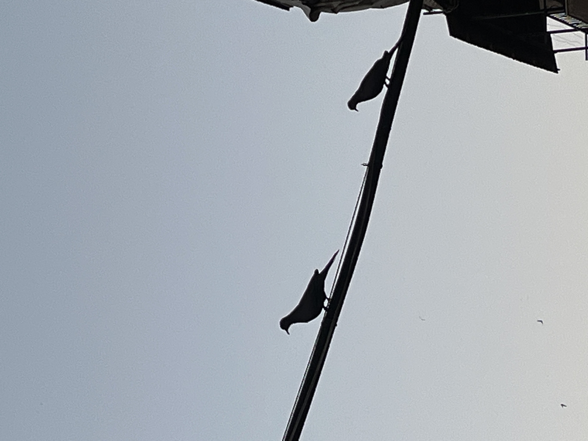 The image presents a high-contrast, upward-angled view of an outdoor scene, dominated by dark silhouettes against a bright, clear sky. Two birds, likely pigeons or doves, are prominently featured, perched on a tall, slender, dark pole or mast that extends diagonally across the frame from the lower-left to the upper-right. Both birds are seen in profile, with their forms starkly outlined against the bright background. The upper bird is positioned higher on the pole, while the lower bird is further down.
In the upper-right section of the image, a large, dark, angular structure is visible, also in silhouette. This could be part of a building, a roof overhang, or an overhead utility installation. The sky, which occupies most of the frame, is a uniform light blue-grey, suggesting either early morning or late afternoon backlighting, or an overcast bright day. The clear sky indicates fair weather. Very small, indistinct dark specks are scattered in the distant sky, possibly representing other flying birds or distant objects. There is no visible text in the image. The scene is set in Al-Muhajerin Municipality, Syria.