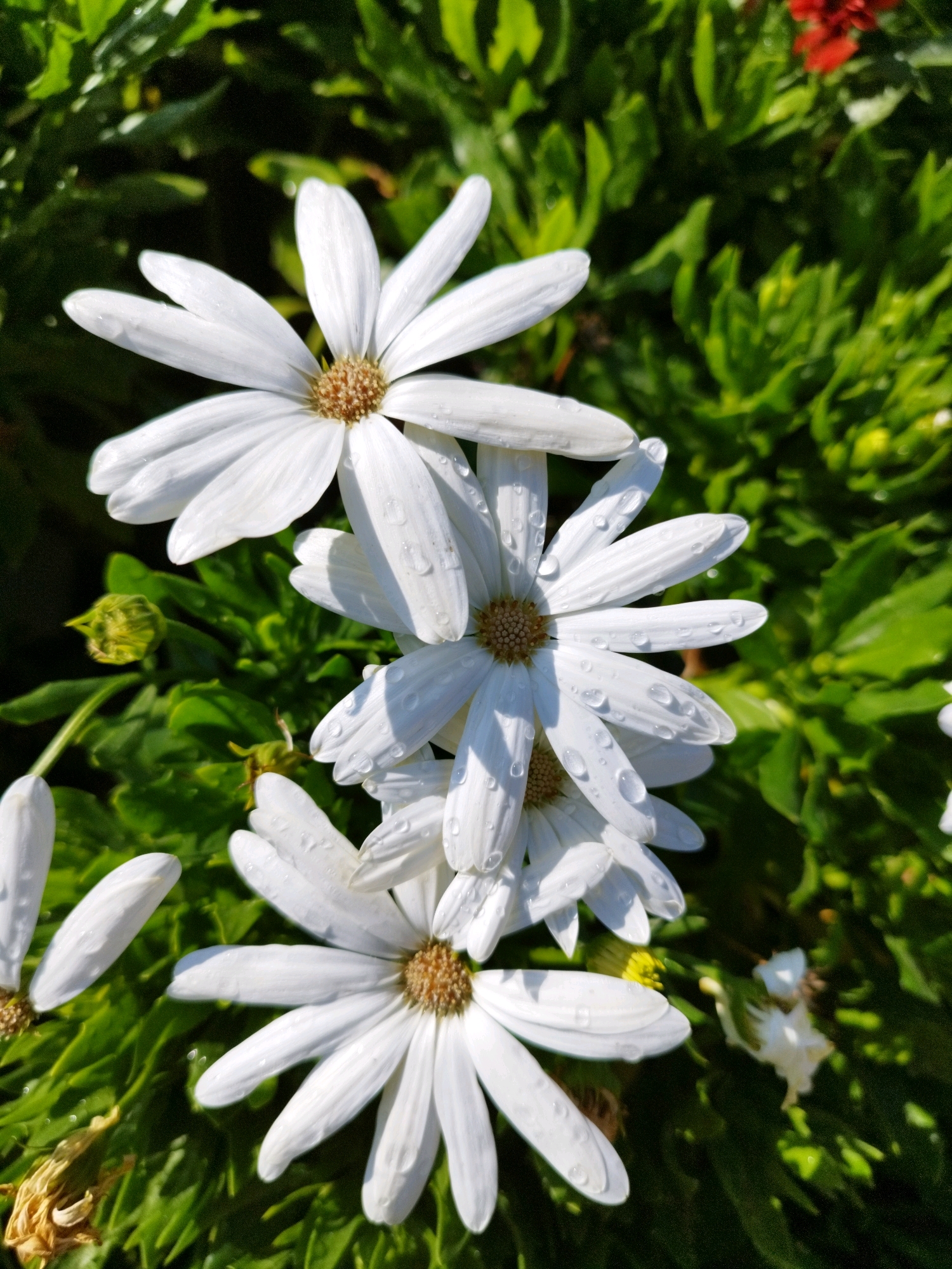 The image displays a cluster of white daisy-like flowers with yellow centers, interspersed with lush green foliage. Several flowers are in bloom, with delicate white petals, some adorned with tiny water droplets. In the background, more green leaves create a soft, blurred backdrop, with hints of red flowers visible further back. One flower in the foreground is partially wilted, with dry, brown petals. The lighting suggests it is daytime, casting shadows that highlight the textures of the petals and leaves. The scene is devoid of people or any identifiable urban elements, making it impossible to determine a specific location within Bucharest, Romania. The image focuses solely on the natural beauty of the flowers and their surroundings.