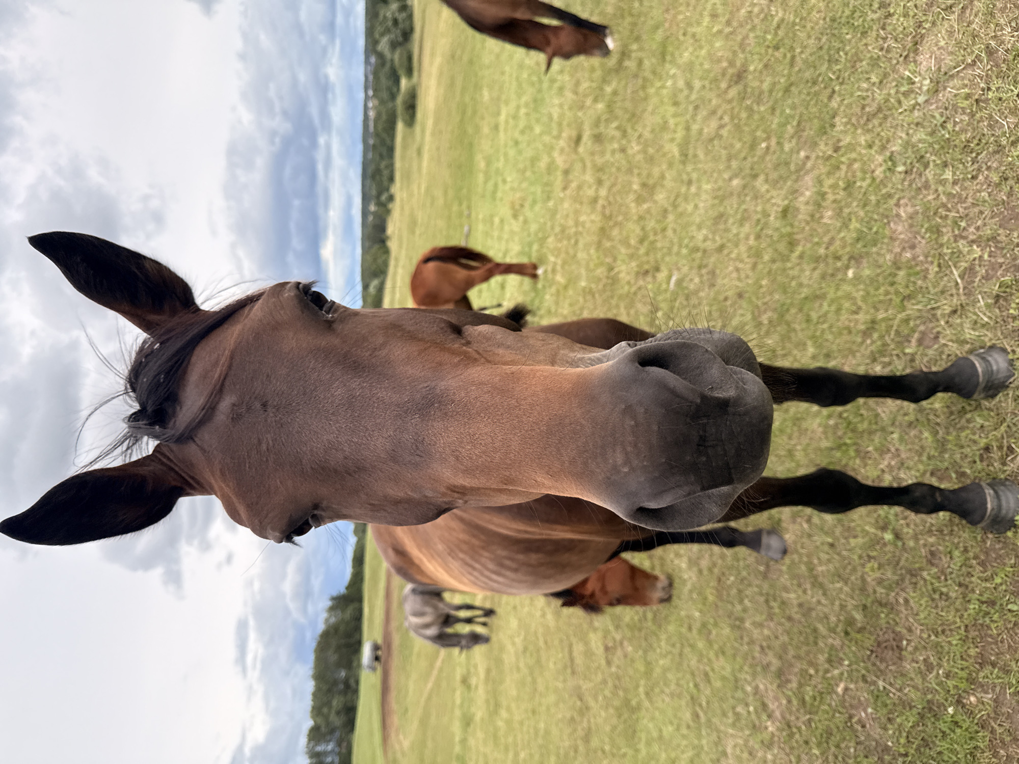 In a grassy field on a cloudy day, a close-up shot focuses on the face of a brown horse. The horse's head is angled towards the camera, with its ears perked and a curious expression. Its large, dark eyes are visible, as is its broad muzzle and nostrils. The horse's brown mane is slightly windswept.
In the background, other horses are grazing in the field. One horse, a lighter brown, is seen from behind, its head down eating grass. Further in the distance, a grey horse is also grazing. In the far distance, a blurry white object is visible, possibly a vehicle or piece of equipment. The landscape appears to be rural, with trees and a distant line of buildings suggesting a town or village on the horizon. The overall impression is one of a peaceful pastoral scene. This is likely located in the rural area of Galinė, Lithuania, given the common occurrence of horses in such landscapes.