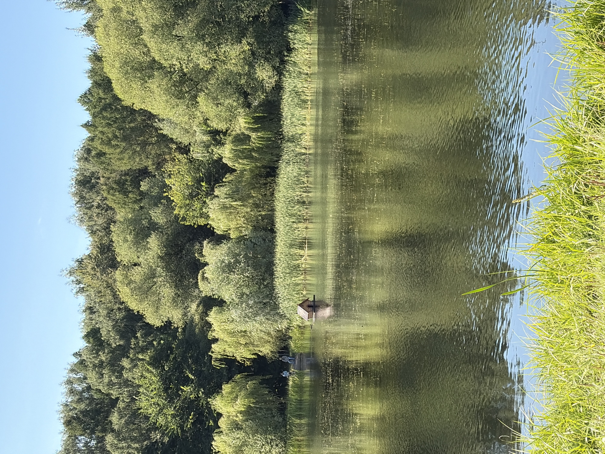 The image shows a serene natural landscape featuring a calm lake surrounded by lush greenery. The lake's surface reflects the vibrant green of the trees and the clear blue sky. Along the far bank, a dense line of reeds separates the water from a thick forest of diverse trees, including willows with their characteristic drooping branches. In the middle of the lake, a small, wooden structure resembling a duckhouse floats on the water. On the bank, closer to the reeds, two individuals are seated, appearing relaxed and perhaps fishing or observing the surroundings. The foreground is dominated by a patch of bright green grass, adding to the overall sense of tranquility and natural beauty. The scene suggests an outdoor recreational area, possibly a park or nature reserve, ideal for quiet contemplation or gentle outdoor activities.