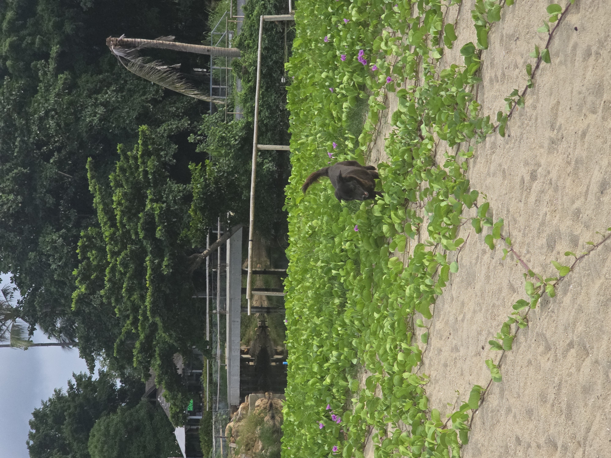 A medium shot captures a dark-colored dog trotting across a sandy beach covered in green vegetation and scattered purple flowers. The dog, positioned in the lower right quadrant, is facing left with its tail raised and curved upwards. In the background, a wooden fence stretches horizontally across the frame, behind which a body of water is visible. Further back, a concrete bridge crosses the water, and beyond that, lush green trees and vegetation dominate the landscape. The sky is overcast. The location is identified as a beach in Unknown, Unknown.