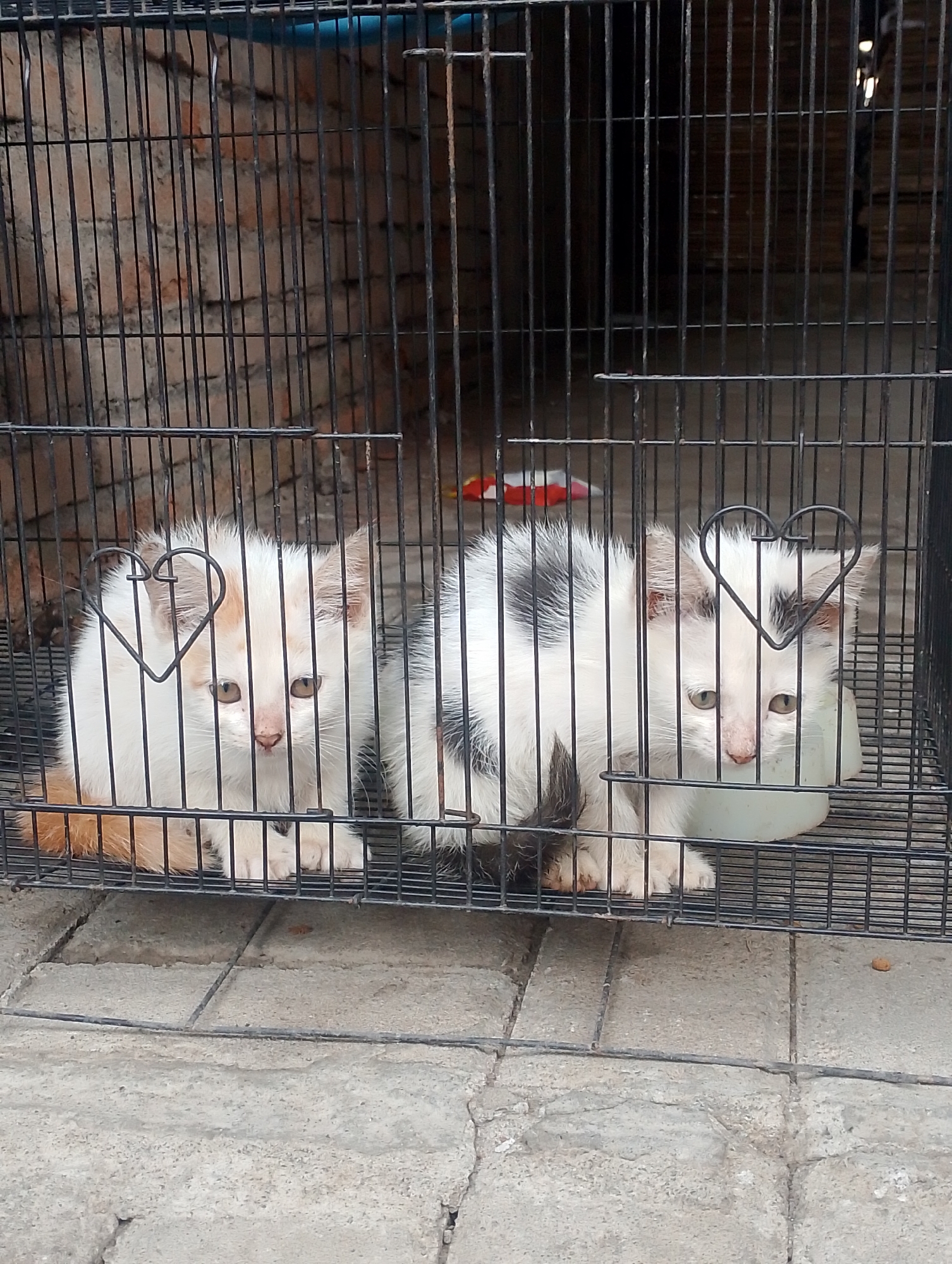 In Tlogoadi, Indonesia, two young kittens, one predominantly white with orange markings on its tail and the other with black and white patches, are housed in a black wire cage. The cage is situated outdoors on a paved surface made of concrete tiles. Behind the cage, a brick wall is visible, and the overall environment suggests an urban or semi-urban setting. The kittens appear to be alert, with the kitten on the left looking directly at the camera, while the kitten on the right is slightly turned away. A white bowl is placed inside the cage, likely for food or water. The cage has a decorative heart-shaped wire element attached to the bars in front of each kitten.