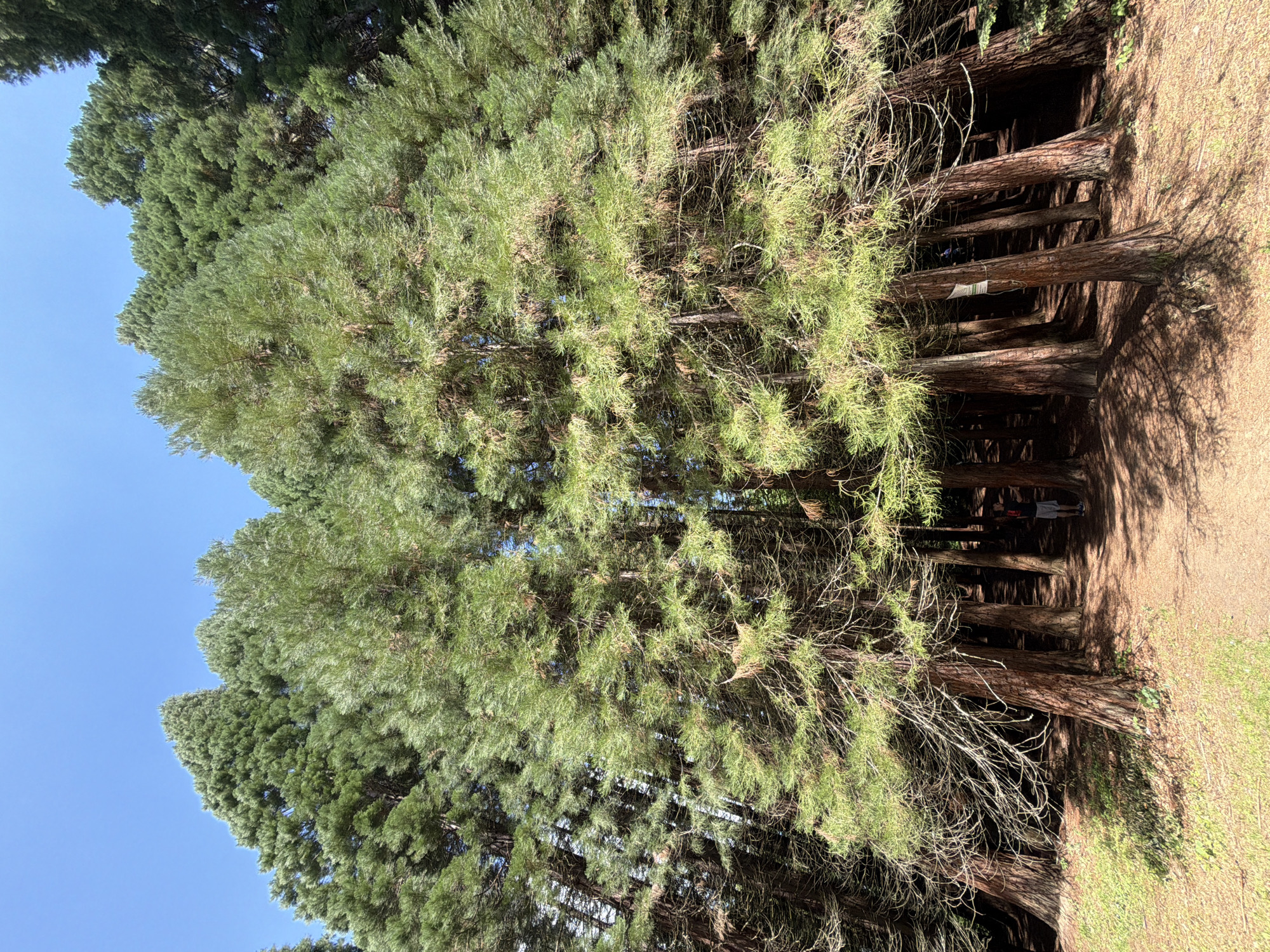 This image depicts a dense stand of tall coniferous trees, likely a redwood or sequoia grove, under a clear, bright blue sky in Bogoslov, Bulgaria. The sun illuminates the upper and mid-sections of the trees, casting long, distinct shadows across the forest floor. The trees feature straight, reddish-brown trunks and dense, green, needle-like foliage, with some lower branches appearing sparser or bare. The ground is covered with a mixture of dry, reddish-brown earth, fallen needles, and some patches of green grass, particularly in the foreground on the left. A solitary individual, partially obscured by tree trunks and shadows, is visible in the middle-right background, wearing a light-colored top and dark shorts, and appears to be walking deeper into the grove. A white rectangular sign or marker is attached to the trunk of a tree on the right side of the image.