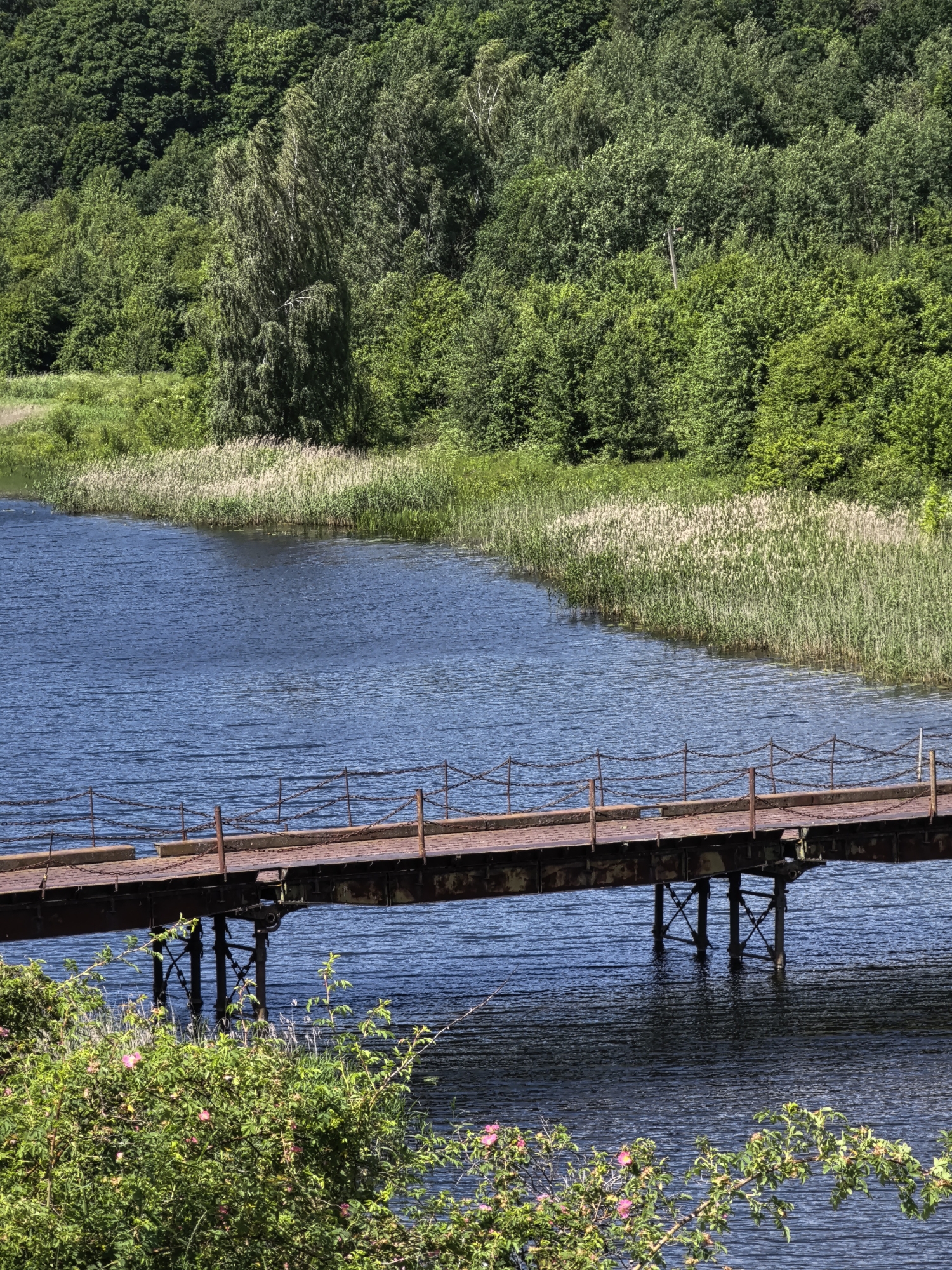 An eye-level, full shot captures a rusty, narrow footbridge spanning across a dark blue body of water. The bridge, constructed of metal, features a weathered wooden plank walkway and is secured by chain-link railings atop metal poles. The water's surface is rippled, reflecting the blue sky. Along the far bank, tall, dry reeds form a dense border, giving way to a lush, green forest that covers a sloping hill in the background. In the foreground, a bush with green leaves and small pink flowers is partially visible. The scene is bathed in bright daylight, casting shadows on the water.