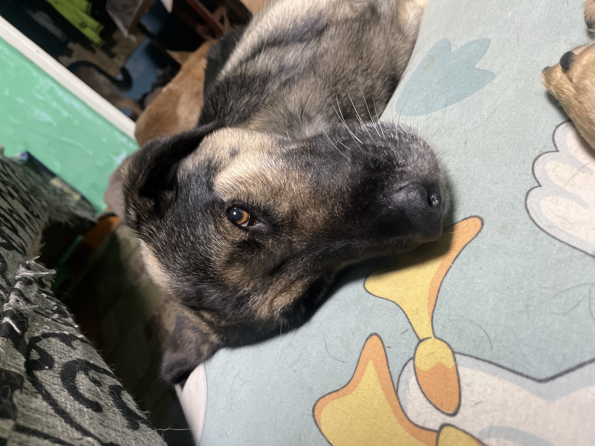 A close-up, eye-level, indoor shot focuses on the head of a German Shepherd mix dog. The dog is lying down on a light blue pillow with a yellow and orange cartoon duck pattern. Its head is turned to the left, with its right eye clearly visible and looking slightly off-camera. The dog's fur is a mix of black, brown, and tan, with distinctive markings around its eyes and muzzle. Its ears are floppy, with the left ear partially obscuring the left side of its face. The background is dark and out of focus, showing hints of furniture and fabric textures, including what appears to be a patterned blanket draped over an unseen object on the left. The overall lighting is dim, suggesting an indoor setting, possibly a home. The image does not contain any information indicating its location in Nizhny Tagil, Russia.