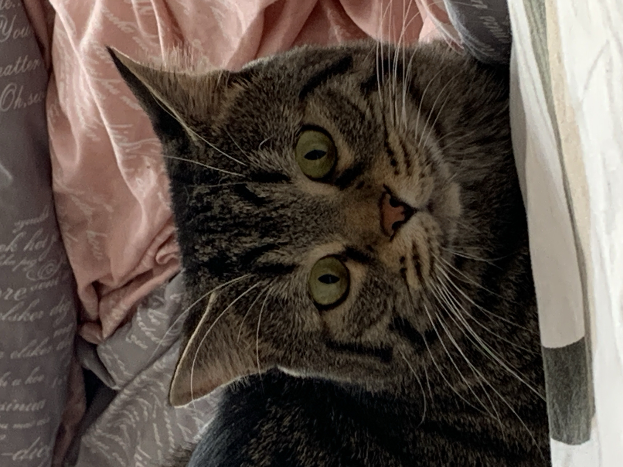 A tabby cat with green eyes is lying on a bed. The cat is partially obscured by a white curtain with a gray stripe. Pink and gray patterned bedding is visible in the background. The location is not determined.