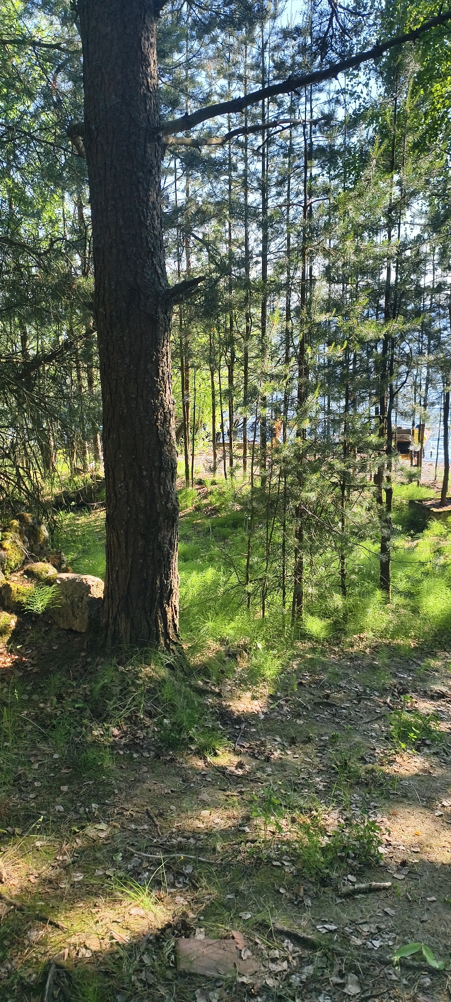 The image depicts a sun-dappled forest floor with a large tree trunk in the foreground, its bark textured and weathered. The ground is covered with fallen leaves, pine needles, and patches of vibrant green grass. Beyond the immediate foreground, a dense stand of pine trees creates a vertical pattern, their needles catching the sunlight. In the background, through the trees, a body of water, likely a lake, is visible. On the shore of the lake, a wooden pier or dock extends into the water. There are no people or animals clearly visible in the image. The scene appears to be a natural outdoor environment, possibly a park or a recreational area, located in Kostyaevka, Russia.