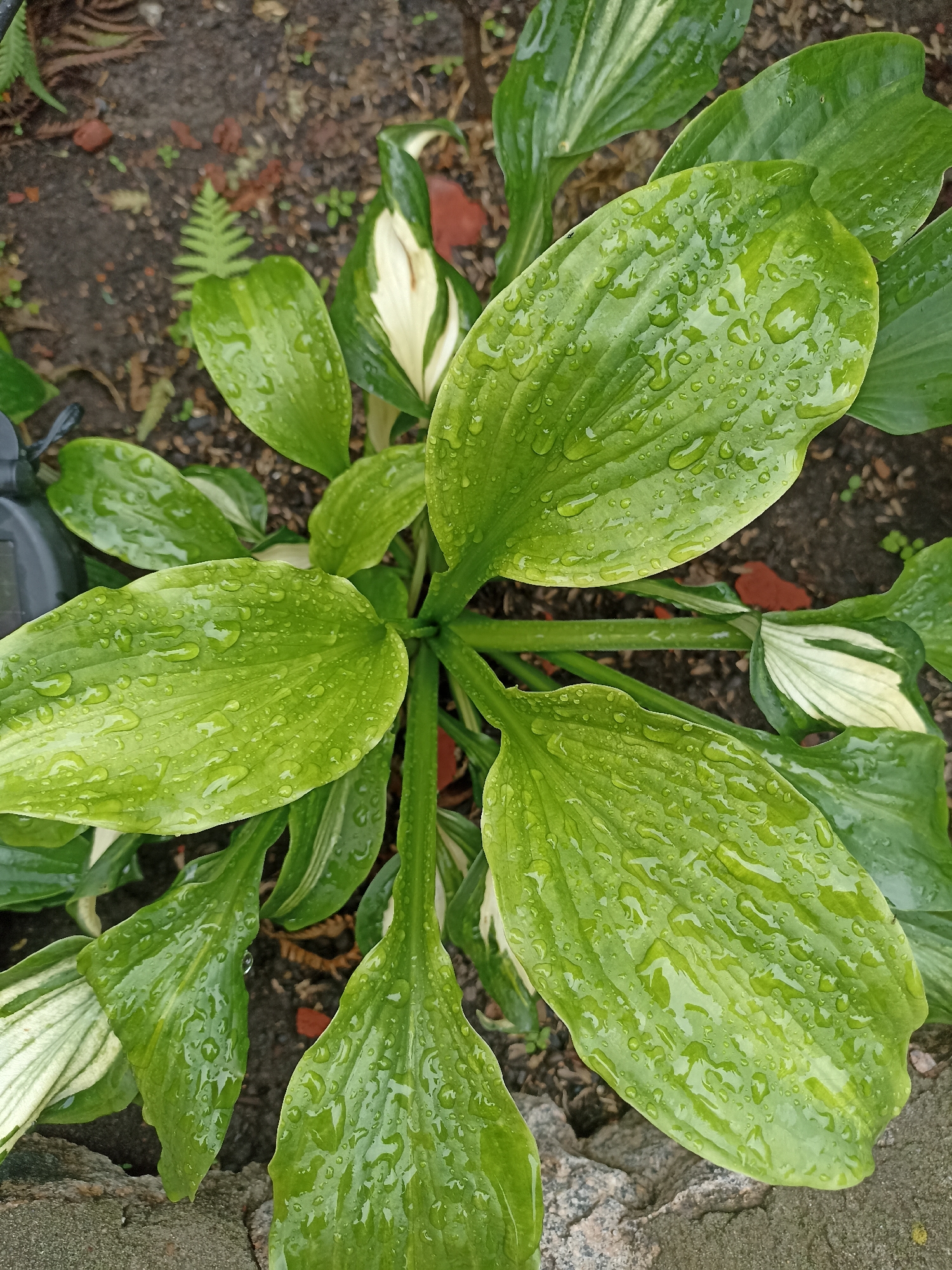 The image shows a top-down view of a hosta plant with large, green leaves covered in water droplets. Some of the leaves have white variegation. The plant is growing in soil with some scattered small rocks and debris. The ground appears damp, suggesting it has recently rained or been watered. There are no people or animals visible in the image. The image is taken outdoors. The location in the city of Mochische, Russia is unknown.