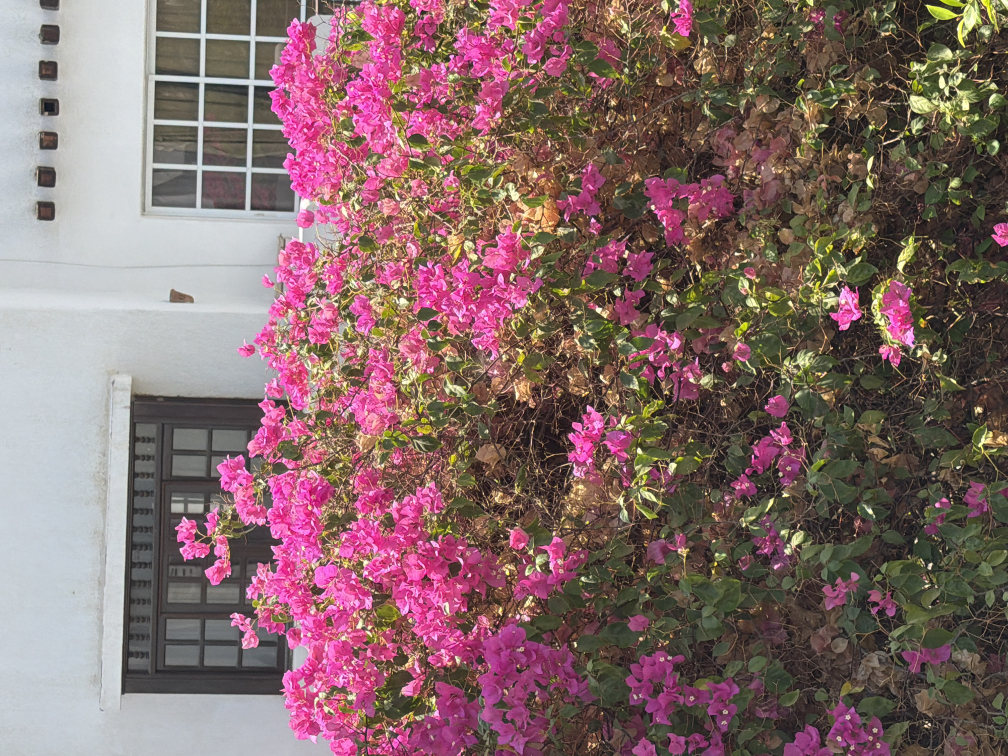 This is a medium shot, exterior, eye-level, vertical photograph of a dense bush of bright pink bougainvillea flowers in full bloom, obscuring much of the lower half of a white building's facade. The building appears to be a house or small commercial structure in Sharm El Sheikh, Egypt. To the left, a dark wood-framed window with multiple panes is visible above the flowering bush. To the right, a white-framed window with a grid pattern of panes is also visible, situated higher on the wall. The building's exterior is painted white, and the upper section features decorative square wooden elements, possibly vents or architectural details. The bougainvillea bush is lush and vibrant, with a mix of pink bracts (modified leaves that resemble petals) and green foliage. Underlying the vibrant blooms, drier, brown vegetation and intricate branches are visible, suggesting the natural growth pattern of the plant. The scene is bathed in bright sunlight, casting subtle shadows and highlighting the rich colors of the flowers. There are no people or animals present in the image. The overall impression is one of natural beauty against a simple architectural backdrop, characteristic of many Mediterranean or desert climates.