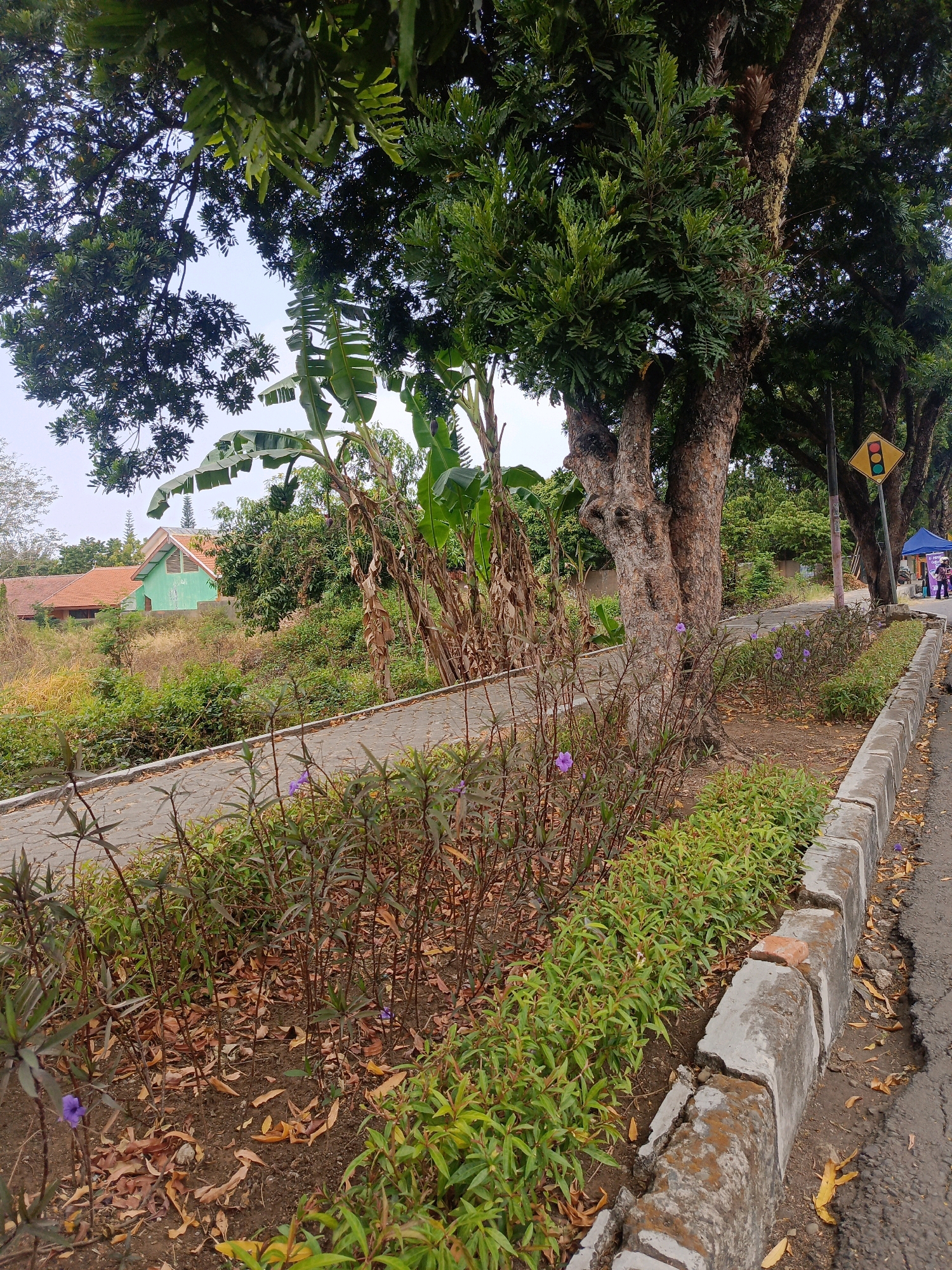 The image captures a street scene in Milangasri, Indonesia, characterized by lush vegetation and a paved pathway bordered by a low concrete curb. Several large trees with textured bark dominate the foreground and midground, their branches adorned with dense green foliage. Beneath the trees, a variety of plants grow, including some with reddish-brown leaves and small purple flowers, alongside a line of low-growing green plants with reddish stems. Banana trees are visible to the left. Beyond the pathway, a green building with a terracotta-tiled roof is situated amongst dense foliage. The pathway itself appears to be made of interlocking pavers. To the right of the pathway, a paved road is visible, with fallen leaves scattered on its surface and along the curb. A traffic light signal is mounted on a pole to the right, and a blue tent and a few figures of people are present in the distance. The ground around the plants and trees is covered with a layer of dry leaves and soil.