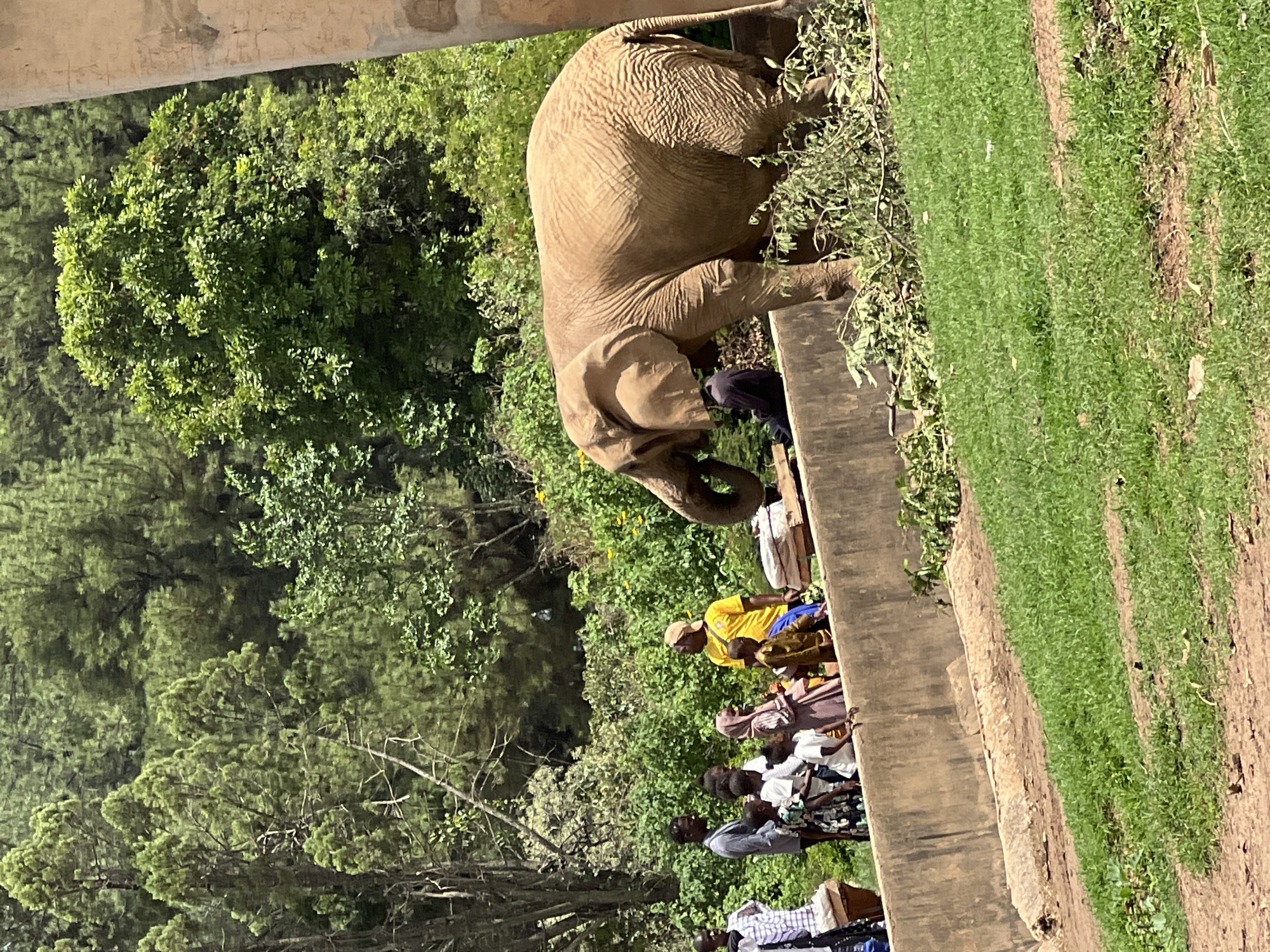 A medium, eye-level shot depicts an African elephant feeding on green foliage in the city of Jos, Nigeria. The elephant stands behind a concrete barrier, its head down and trunk extended towards the leaves. A crowd of people are standing behind the wall, watching the elephant eat. The people are wearing various colors and styles of clothing. The background consists of green trees and vegetation. The sky is not visible.
