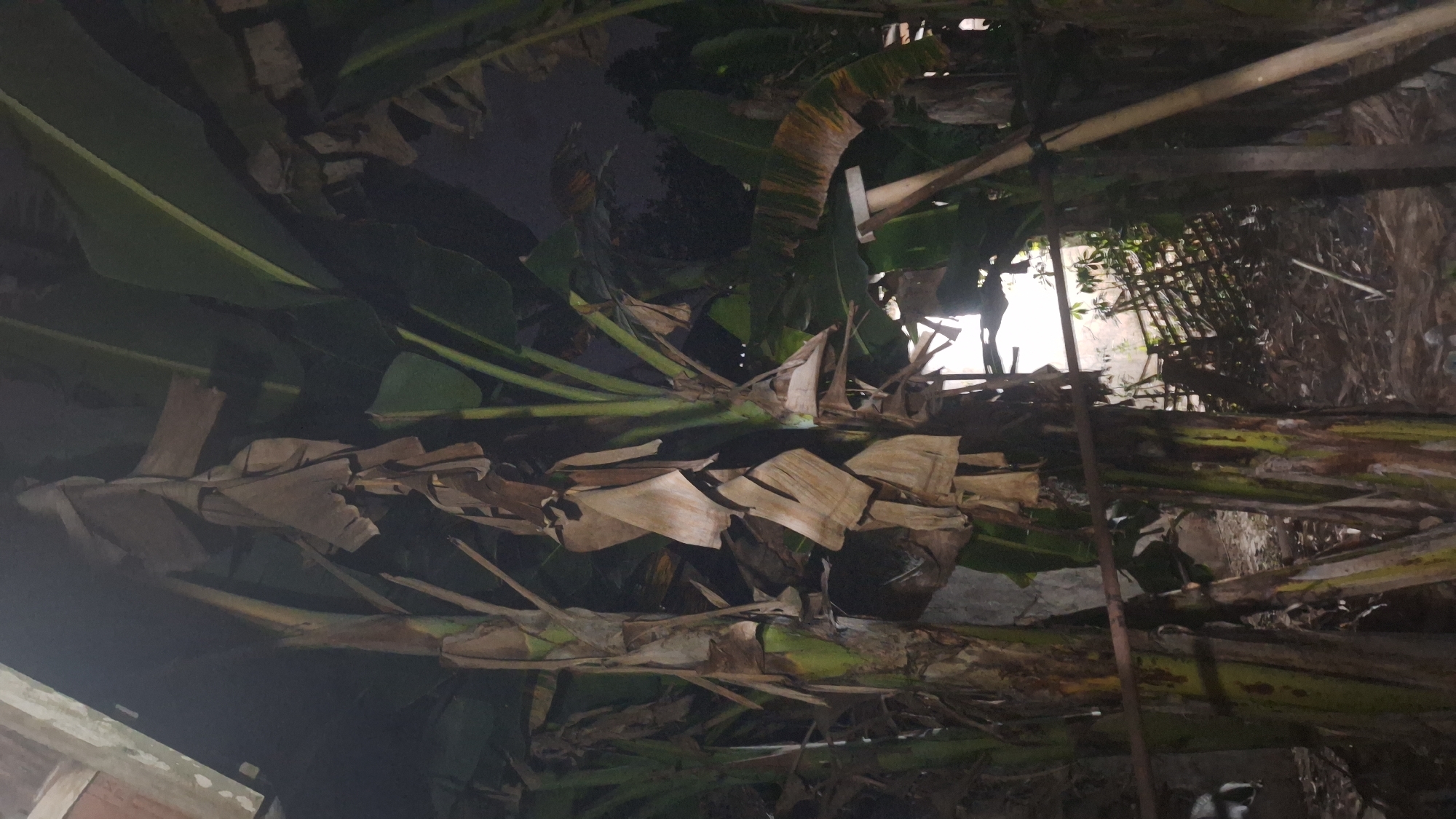 In a dimly lit outdoor scene, likely at night, several banana trees dominate the foreground. Their thick, fibrous trunks are a mottled green and brown, and many of their large, dried leaves hang limply, giving the impression of decay or seasonal change. The leaves are brown and papery, some torn and tattered. In the background, through the dense foliage, a partially visible structure with a corrugated roof can be seen, suggesting a building or shelter. Beyond that, a fence made of woven branches or reeds is visible, and further still, the night sky or a very dark background. A horizontal metal bar runs across the mid-ground, supported by the banana tree trunks. The ground beneath is covered in debris, including fallen leaves and what appear to be more dried plant matter. The overall impression is one of an overgrown, somewhat neglected area, possibly a backyard or a rural setting within Widodaren, Indonesia, given the mention of the location. There are no people or animals visible in the frame.