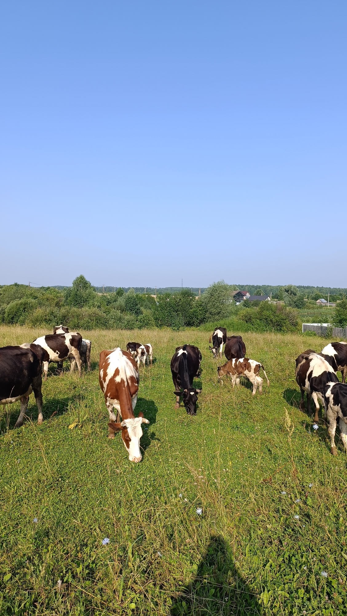A herd of Holstein Friesian cows graze in a sun-drenched, green meadow. The cows are predominantly black and white, with a few brown and white spotted individuals. Some cows are standing, while others are bent down, eating grass. The meadow is lush with tall grass and scattered wildflowers. In the background, a line of trees forms a natural border, beyond which are houses and utility poles, suggesting a rural setting on the outskirts of Karsha, Russia. The sky above is a clear, bright blue. The lighting indicates it is daytime.