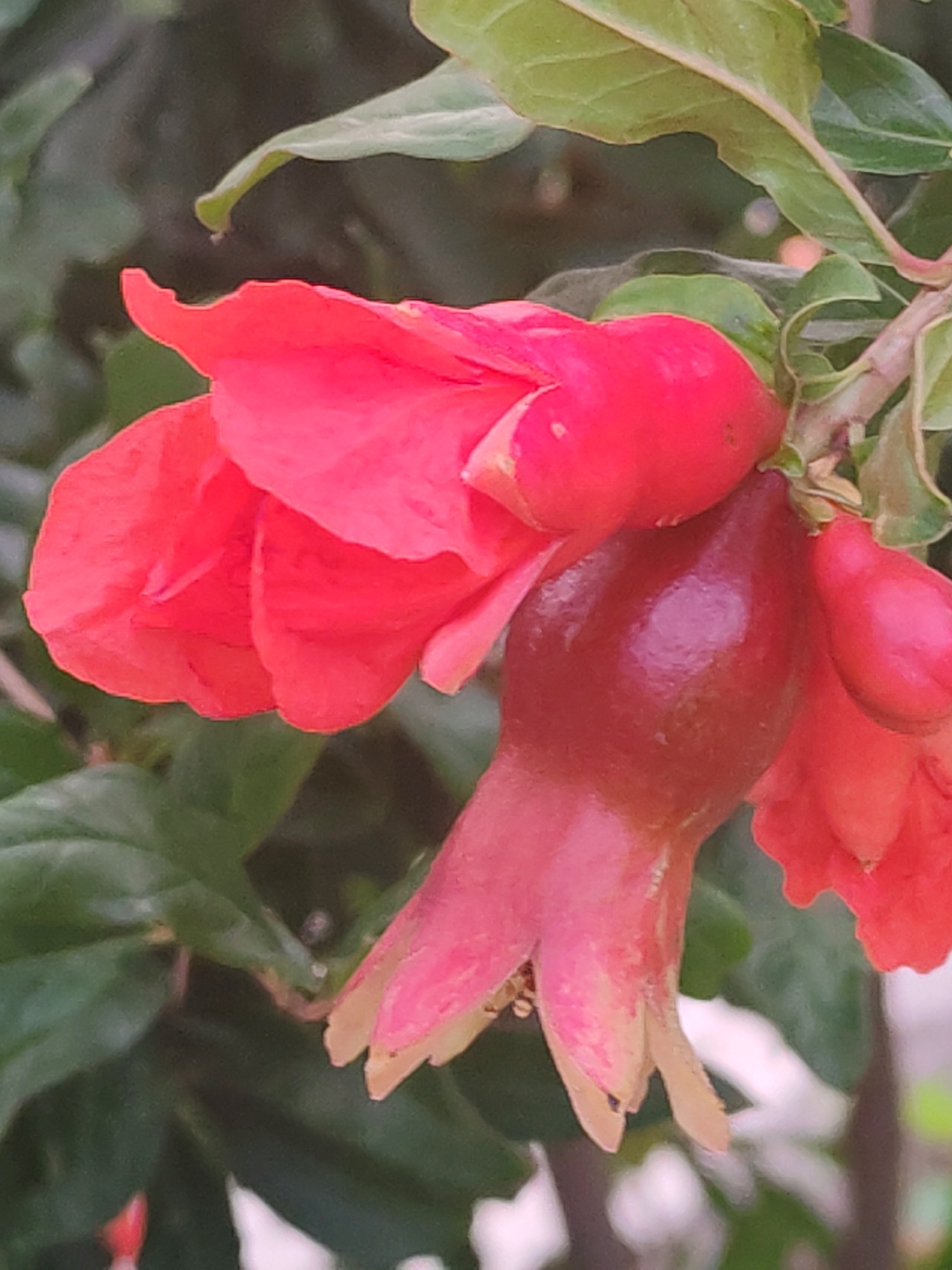 A close-up, vertical, medium shot features a cluster of pomegranate flowers and developing fruit against a blurred, dark green background, suggesting an outdoor setting in Sabunchu Raion, Azerbaijan. The foreground is dominated by bright red and deep crimson elements. Two vibrant red pomegranate flowers, with delicate, layered petals, are positioned on the left side. To the right, a small, dark crimson pomegranate fruit hangs, its smooth surface catching the light. Below this fruit, another developing pomegranate is visible, its calyx showing lighter, yellowish-pink hues. Green leaves form the backdrop, providing a natural, botanical context. The lighting appears to be soft, possibly from natural daylight, highlighting the textures and colors of the plant. The image composition is tight, focusing on the intricate details of the flowers and fruit, with no people or human activity evident.