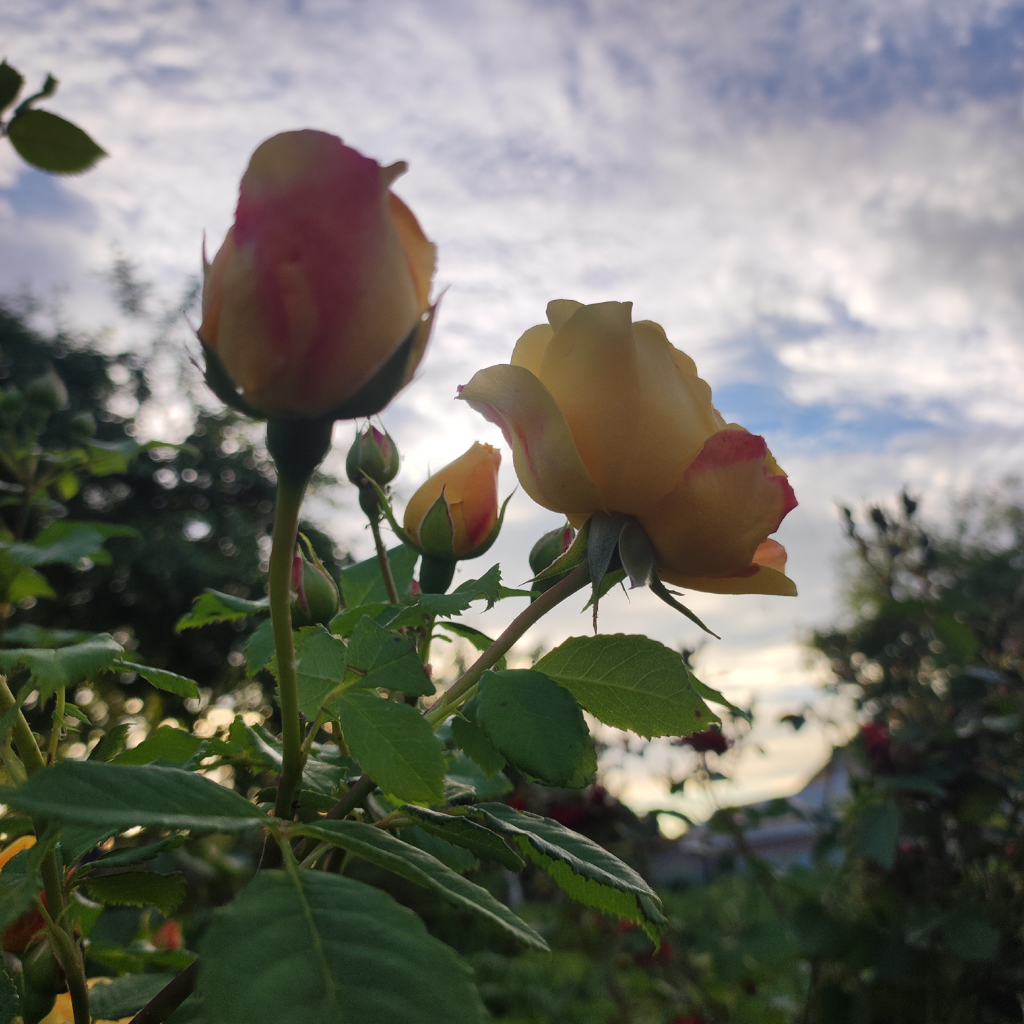 This is a close-up, low-angle shot of yellow roses with pink edges against a cloudy sky. The image features several rose buds and one partially opened rose in the foreground, with the sky filling the background. The lighting suggests it is either early morning or late evening, with the sun diffused by the clouds. The setting appears to be a garden or natural outdoor environment, indicated by the presence of green leaves and stems, and out-of-focus foliage and possibly a house in the background. The overall mood is serene and natural. There is no visible text in the image.