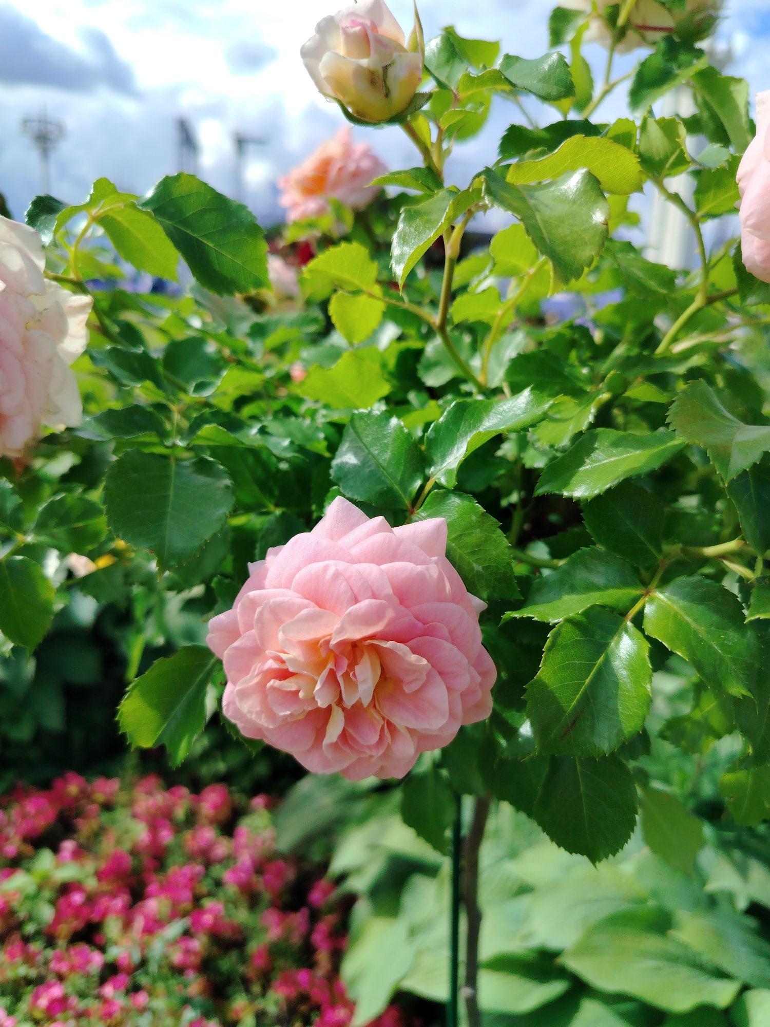 The image shows a close-up of a pink rose in full bloom, surrounded by lush green leaves and other pink and white roses. The rose in focus is a delicate shade of pink with many petals, showcasing its intricate beauty. In the background, a bed of small pink flowers adds a vibrant contrast to the green foliage. The scene is set outdoors on a bright, sunny day, as indicated by the strong lighting and clear blue sky with scattered clouds visible at the top. The presence of roses suggests a garden or park setting. The overall mood is peaceful and serene, highlighting the natural beauty of the flowers. There is no visible text in the image. The context of Moscow, Russia, places this scene within a specific geographical location, suggesting it could be a botanical garden, a public park, or a private garden in the city.