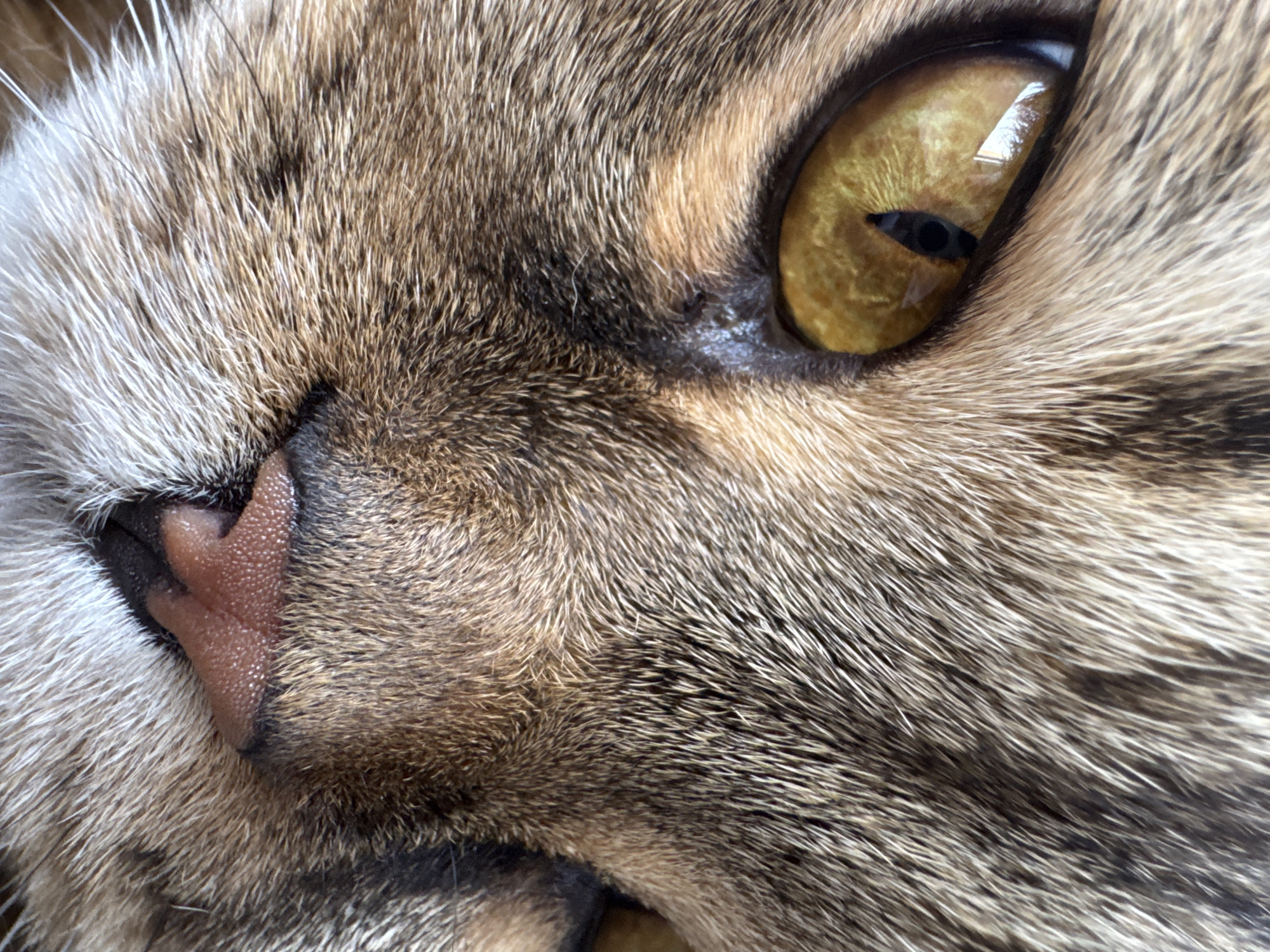 A close-up photograph of a domestic cat's face. The cat has a tabby coat pattern with brown and grey fur. Its eye is a bright yellow with a slit pupil. The nose is pink and textured. The image focuses on the cat's eye and nose area, with whiskers visible. The background is blurred and appears to be an indoor setting. There is no discernible connection to Mikhaylovsk, Russia.