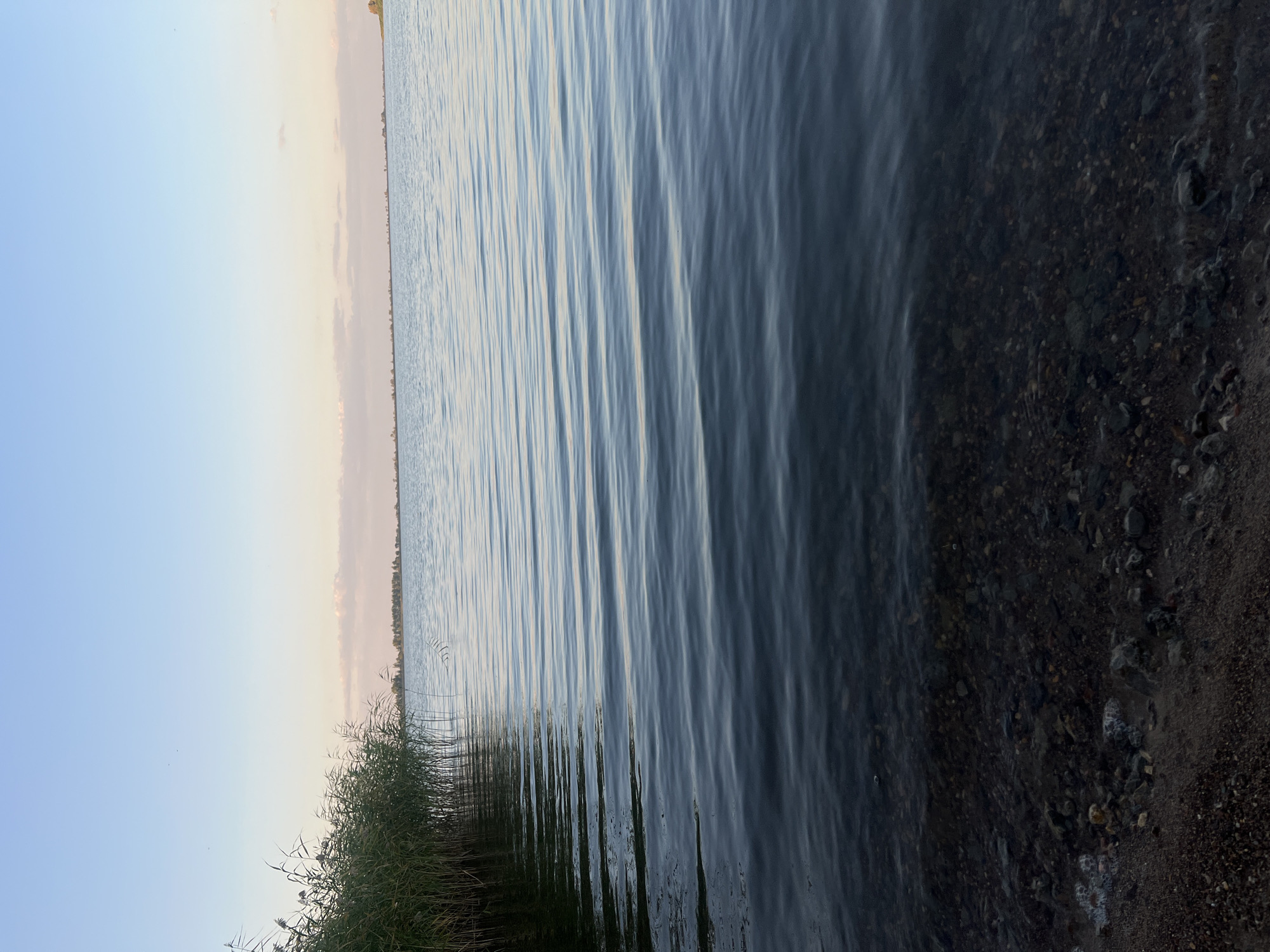 The image depicts a tranquil lake scene at dusk, with a clear sky transitioning from light blue to a softer hue near the horizon. Tall reeds and grasses line the left bank, their green stalks casting a slight shadow on the water's surface. The water itself is calm, with gentle ripples creating a mesmerizing pattern of light and shadow. The lakebed, visible near the shore, is composed of small, dark pebbles and sand. In the distance, a faint line of trees marks the opposite bank, suggesting a vast, open landscape. The scene is devoid of any human presence, animals, or man-made structures, emphasizing the natural beauty of the environment. The location is in the city of Temirtau, Kazakhstan.