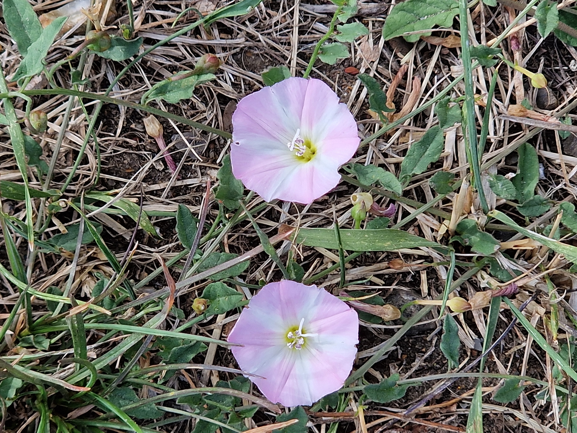 Two light pink and white bindweed flowers are visible in the foreground, each with a yellow stamen. They are surrounded by dry grass and green foliage. The scene appears to be an outdoor natural setting, possibly a park or verge, in Canterbury, United Kingdom. The lighting suggests it is daytime.