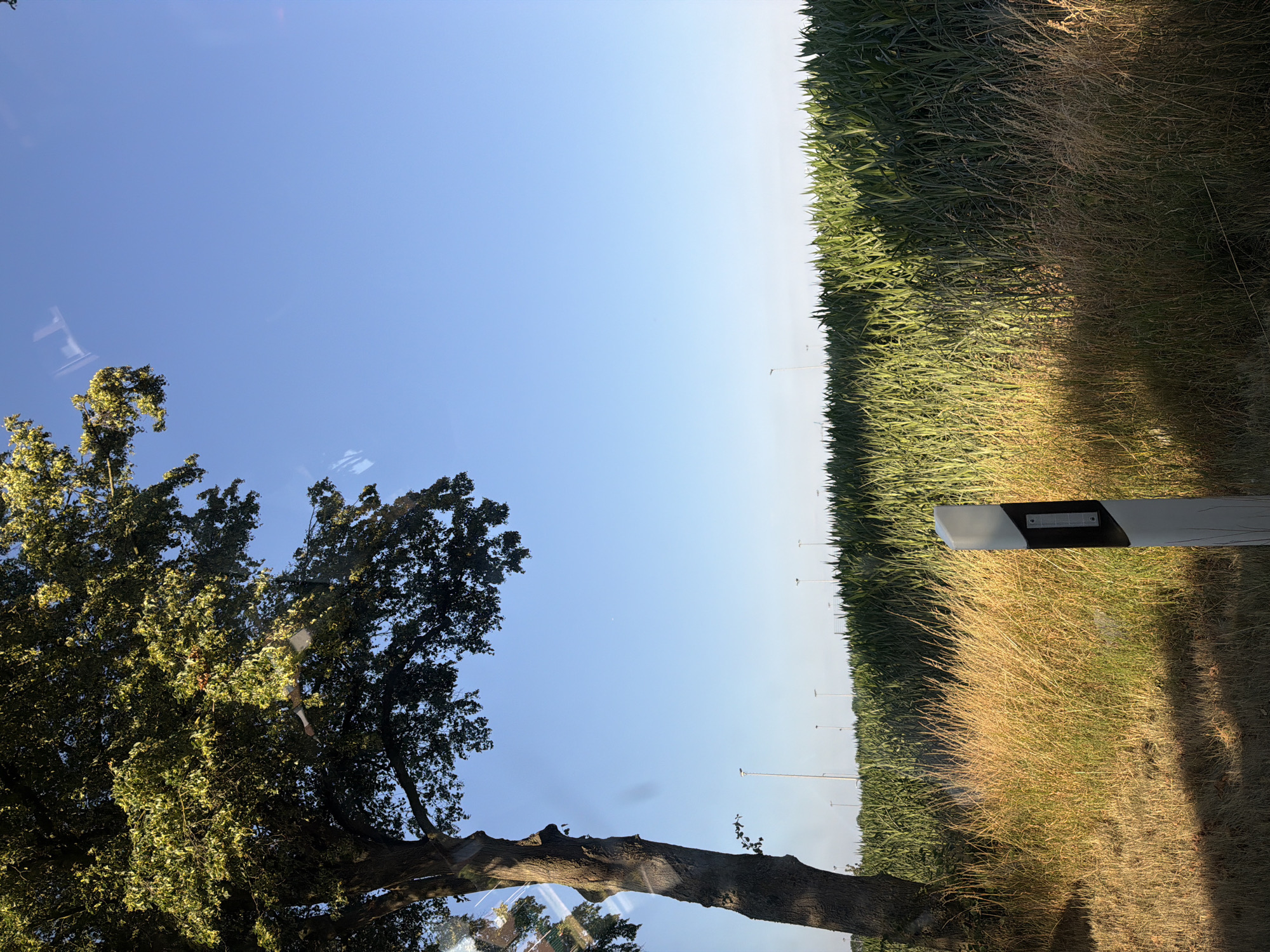 This is an outdoor, eye-level shot of a roadside scene in Kleve, Germany, on a clear day. On the left, a large tree trunk stands tall with its branches extending upwards and to the right, casting a shadow on the ground. In the foreground, dry, golden grass covers the ground, transitioning to a lush green cornfield in the mid-ground. A white post with black reflective stripes, commonly used as a roadside marker, stands in the dry grass. In the background, several tall, white lampposts are visible in the distance, suggesting the presence of a road or urban area. The sky is a clear, bright blue. The image appears to be taken through a window, as evidenced by faint reflections on the left side.
