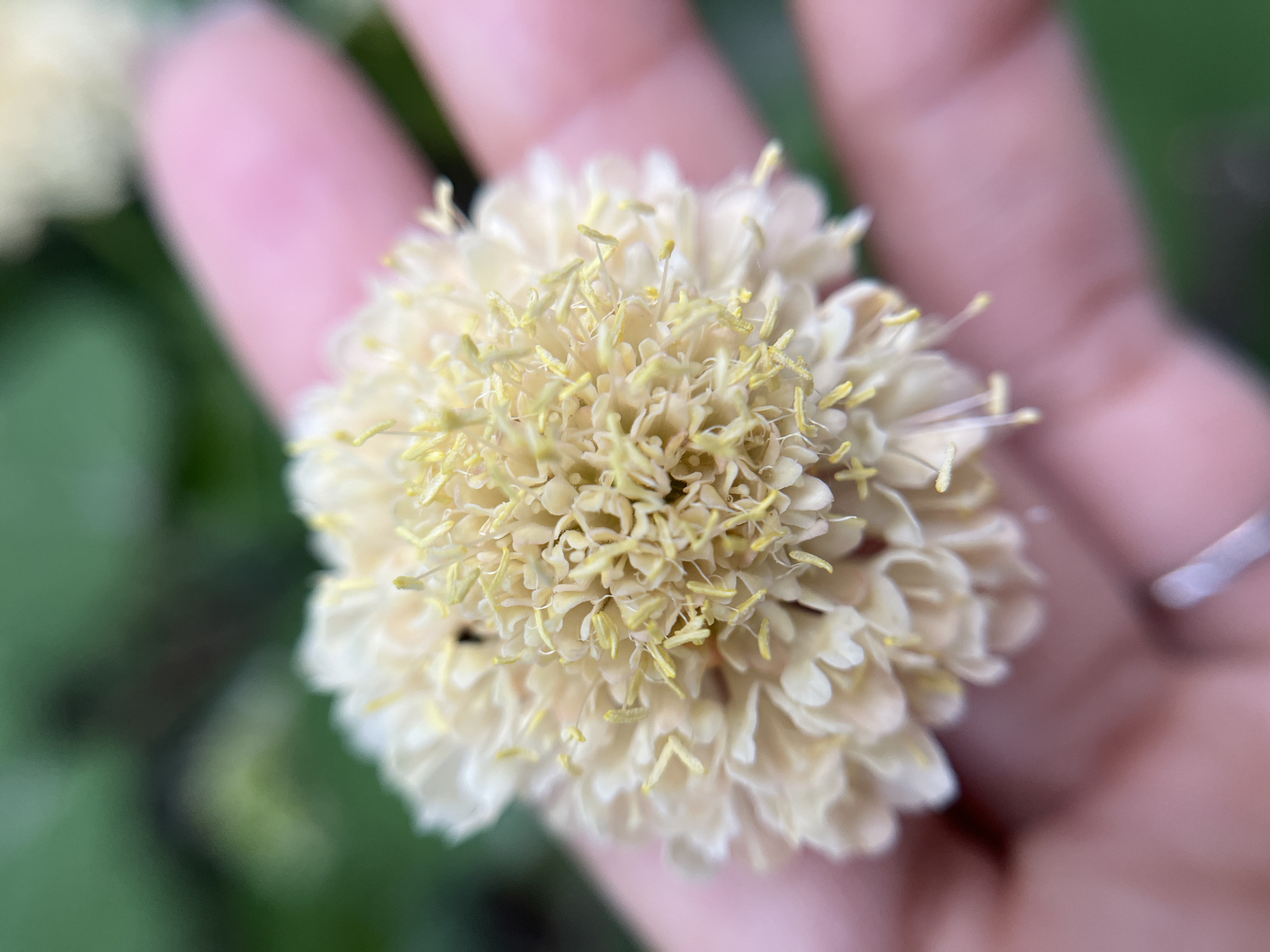 A close-up, slightly angled shot shows a pale yellow, spherical flower held in a person's palm. The flower's center is dense with delicate, upright filaments tipped with yellow anthers, while its outer petals are layered and frilled. The background is blurred, featuring green foliage and hints of the person's fingers and thumb, with a faint glint of a ring on one finger. The image is captured in a natural outdoor setting, possibly within Mailuu-Suu City, Kyrgyzstan, characterized by lush greenery.