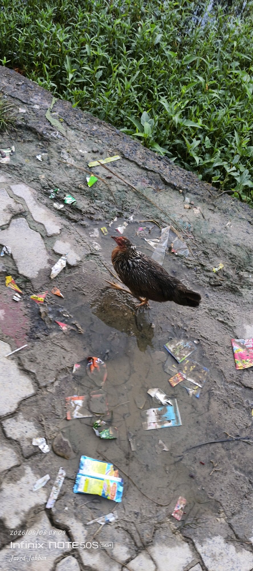 A chicken stands in a muddy puddle on a paved area covered in litter, including colorful wrappers. Lush green foliage borders the scene. The image is dated 2026/09/08 08:09 and includes the text "Infinix NOTE 50S SG+" and "Javed Jabbar". The location is identified as Bahera, India.